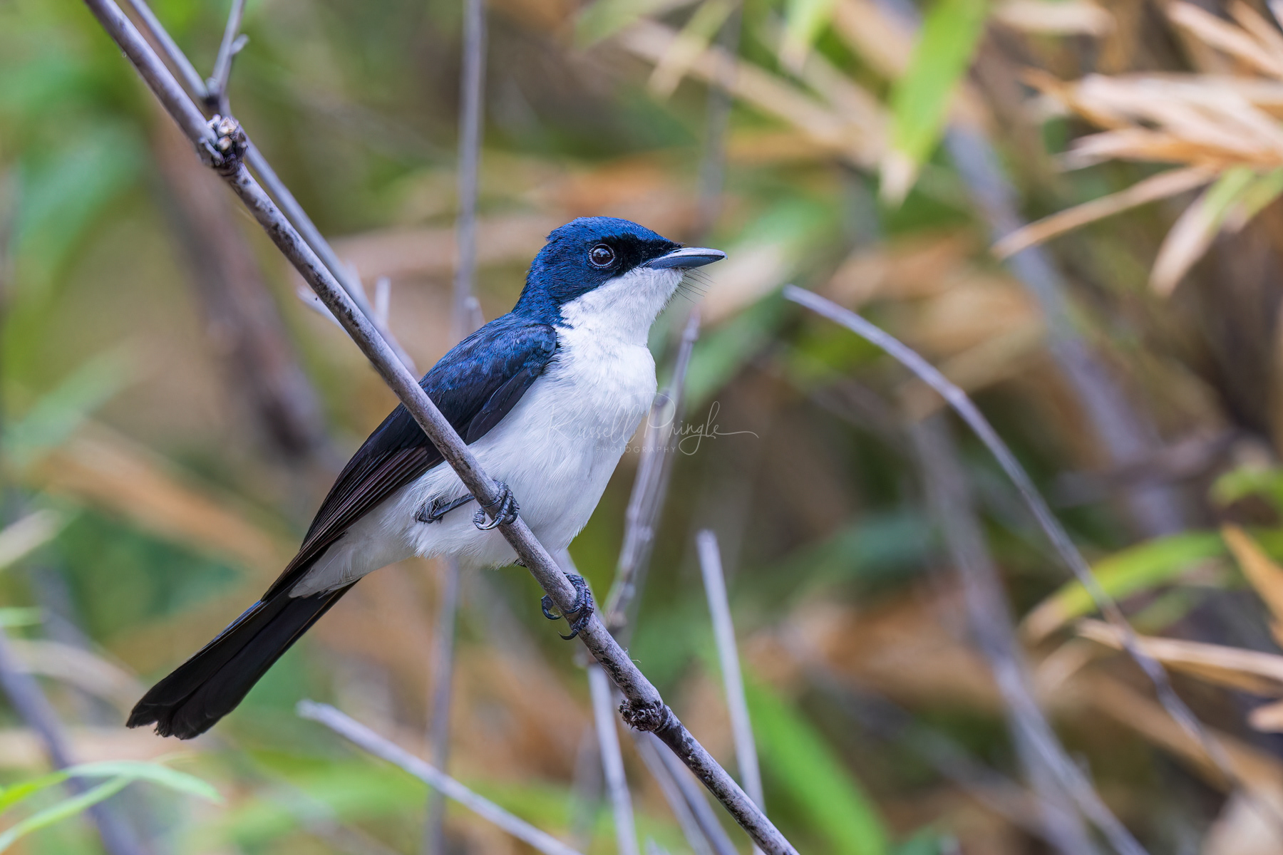 Paperbark Flycatcher