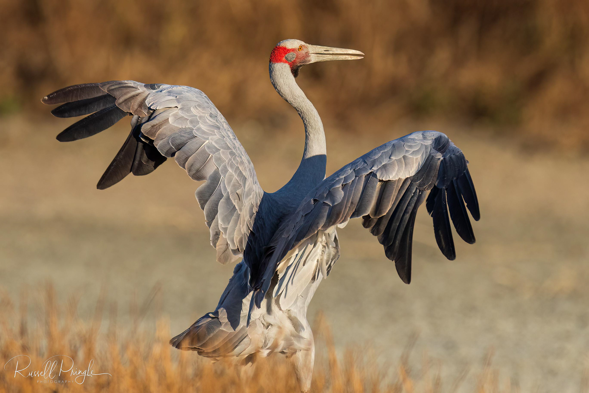 Brolga