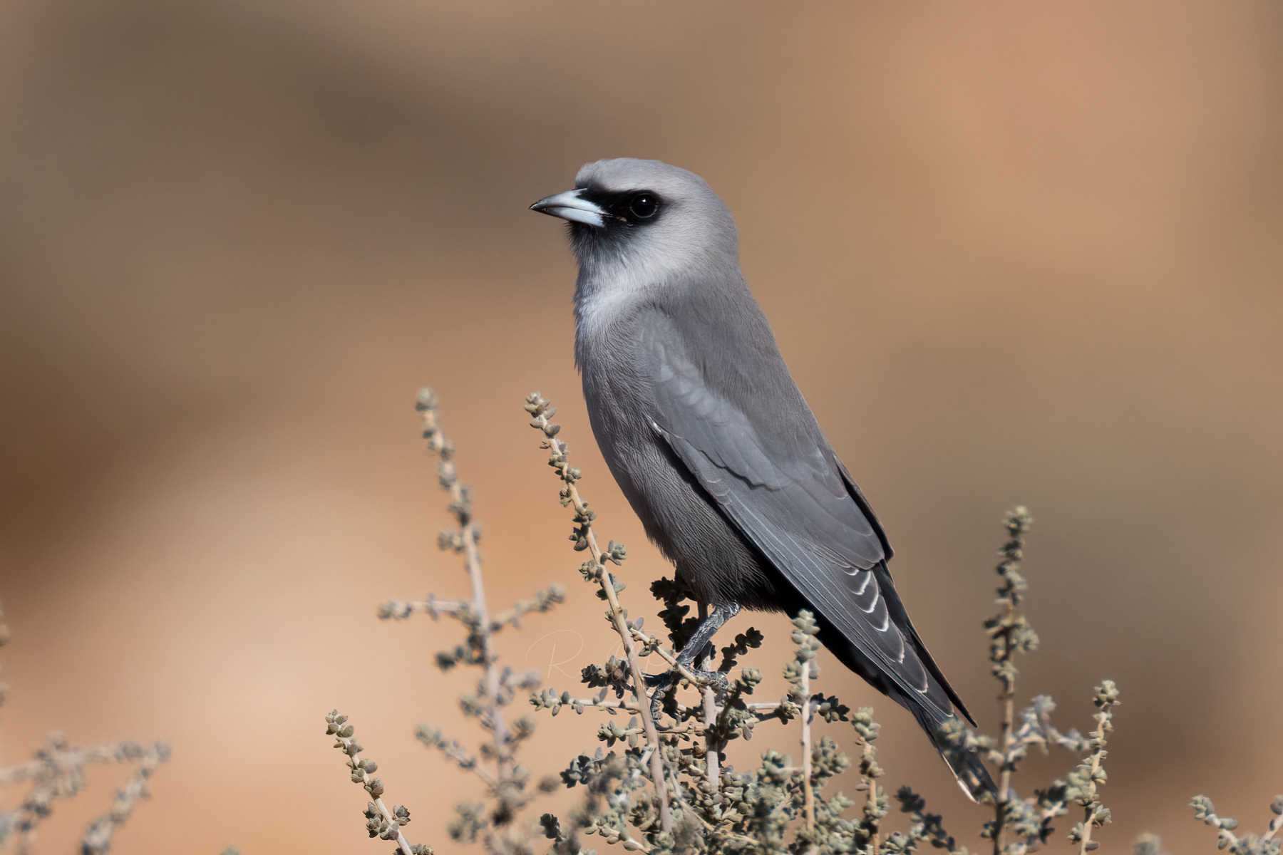 Black-faced Woodswallow