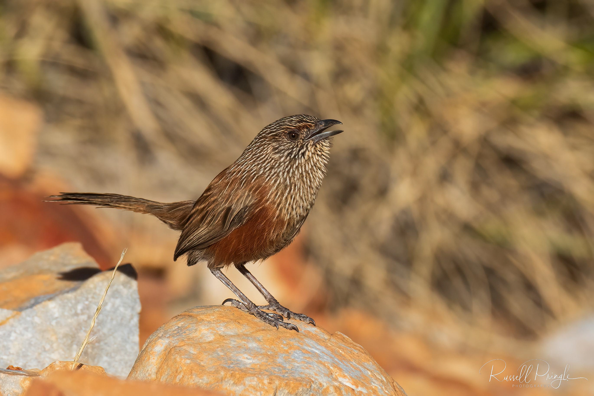 Kalkadoon Grasswren