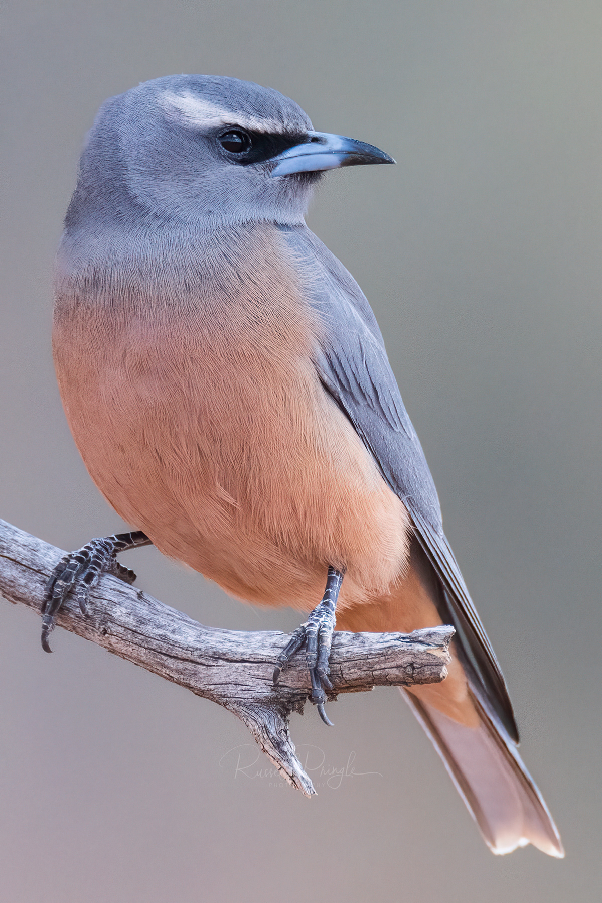 White-browed Woodswallow (female)