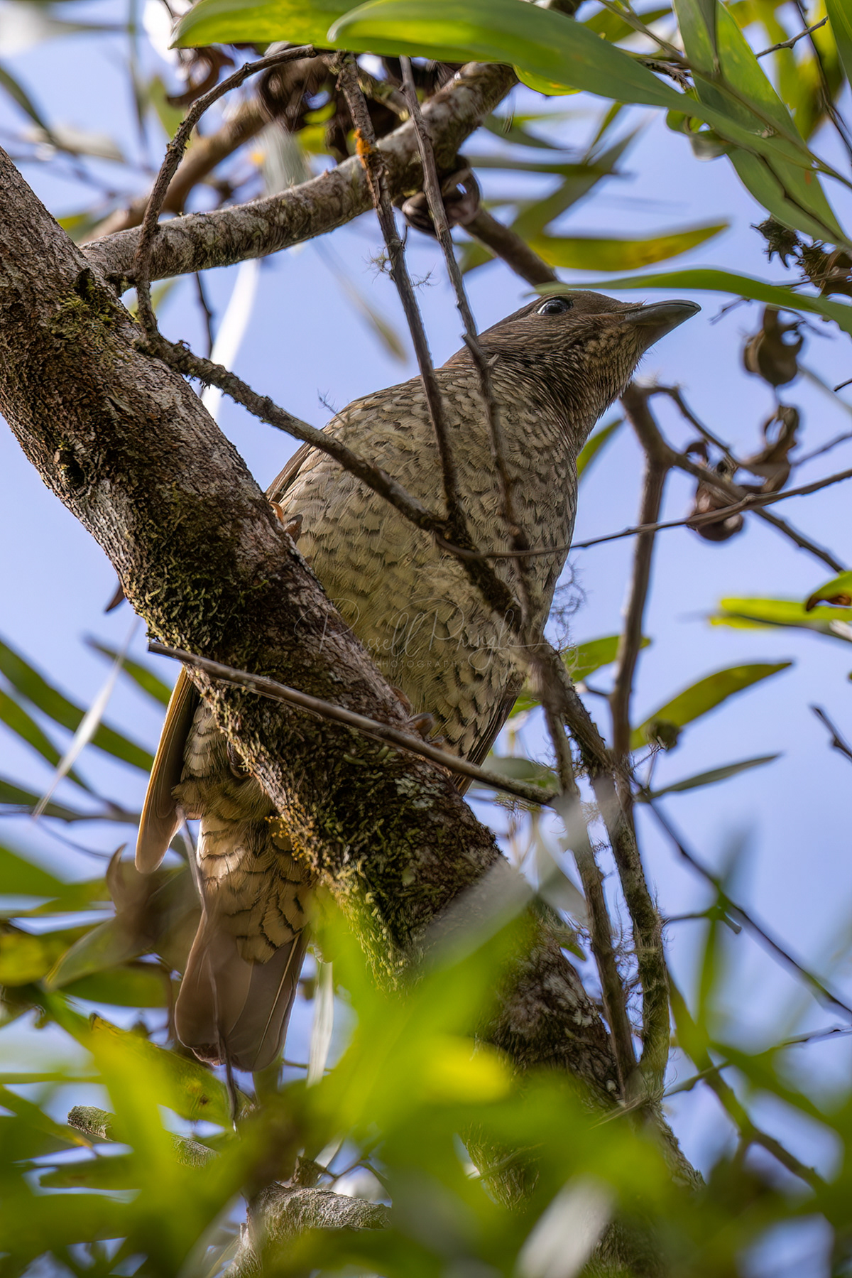 Tooth-billed Bowerbird