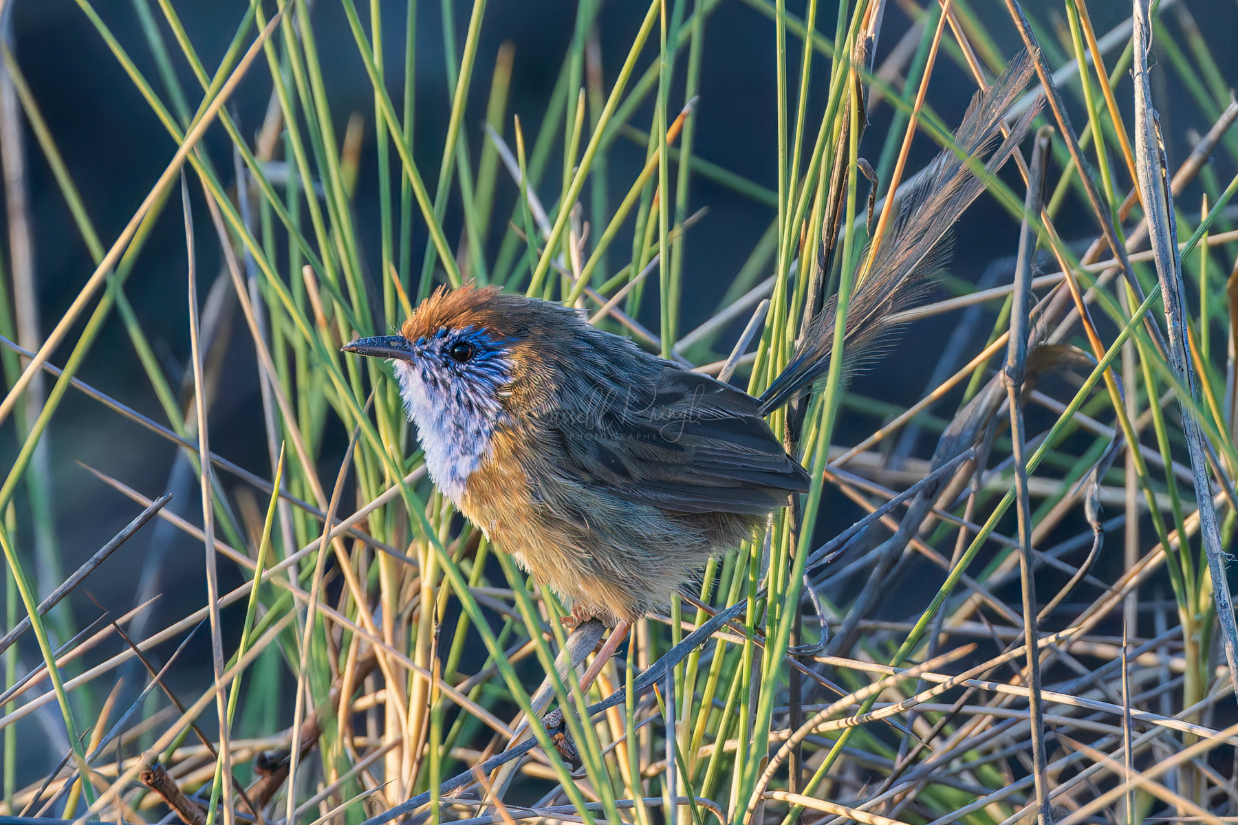 Mallee Emuwren (male)