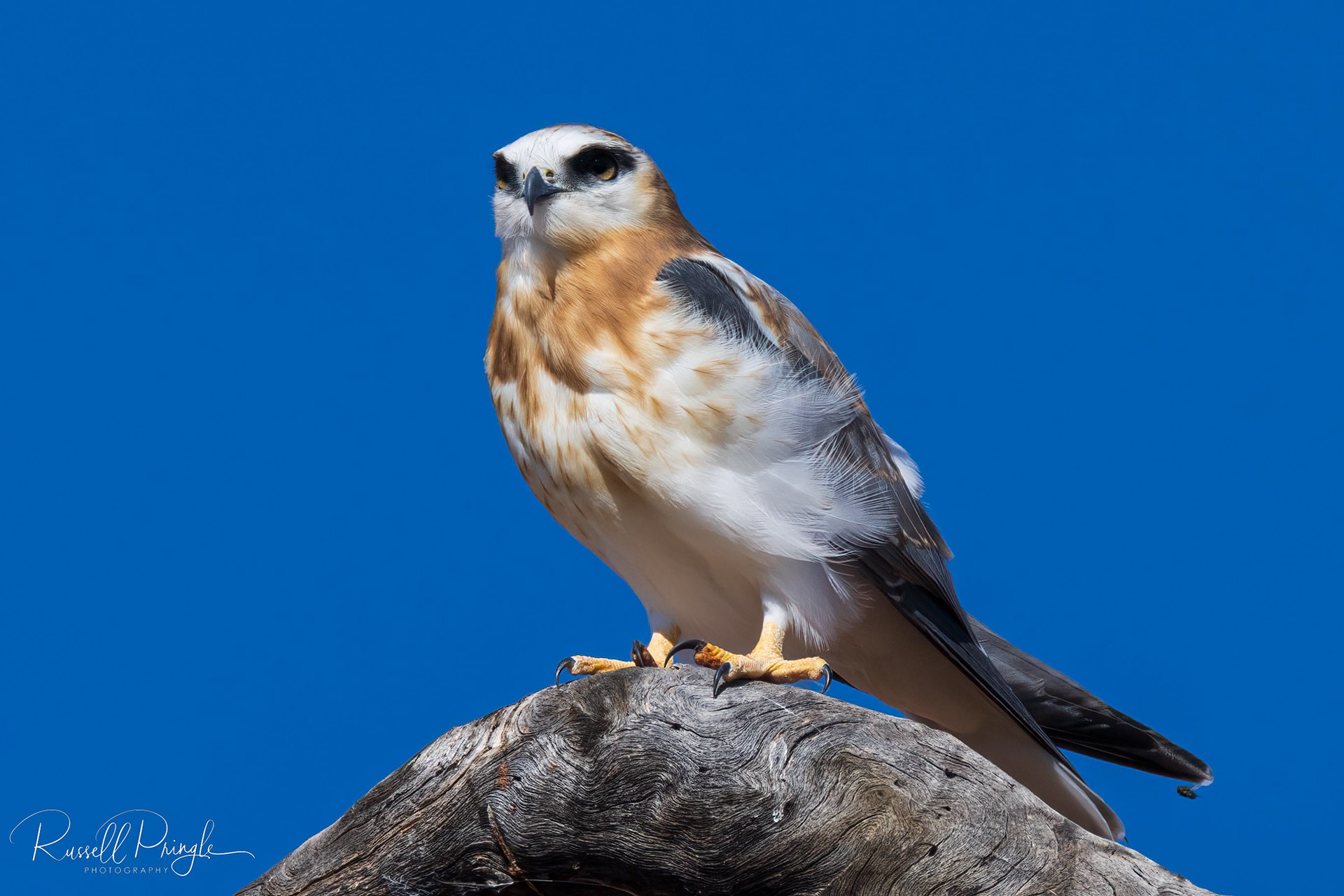 Black-shouldered Kite (Juvenile)