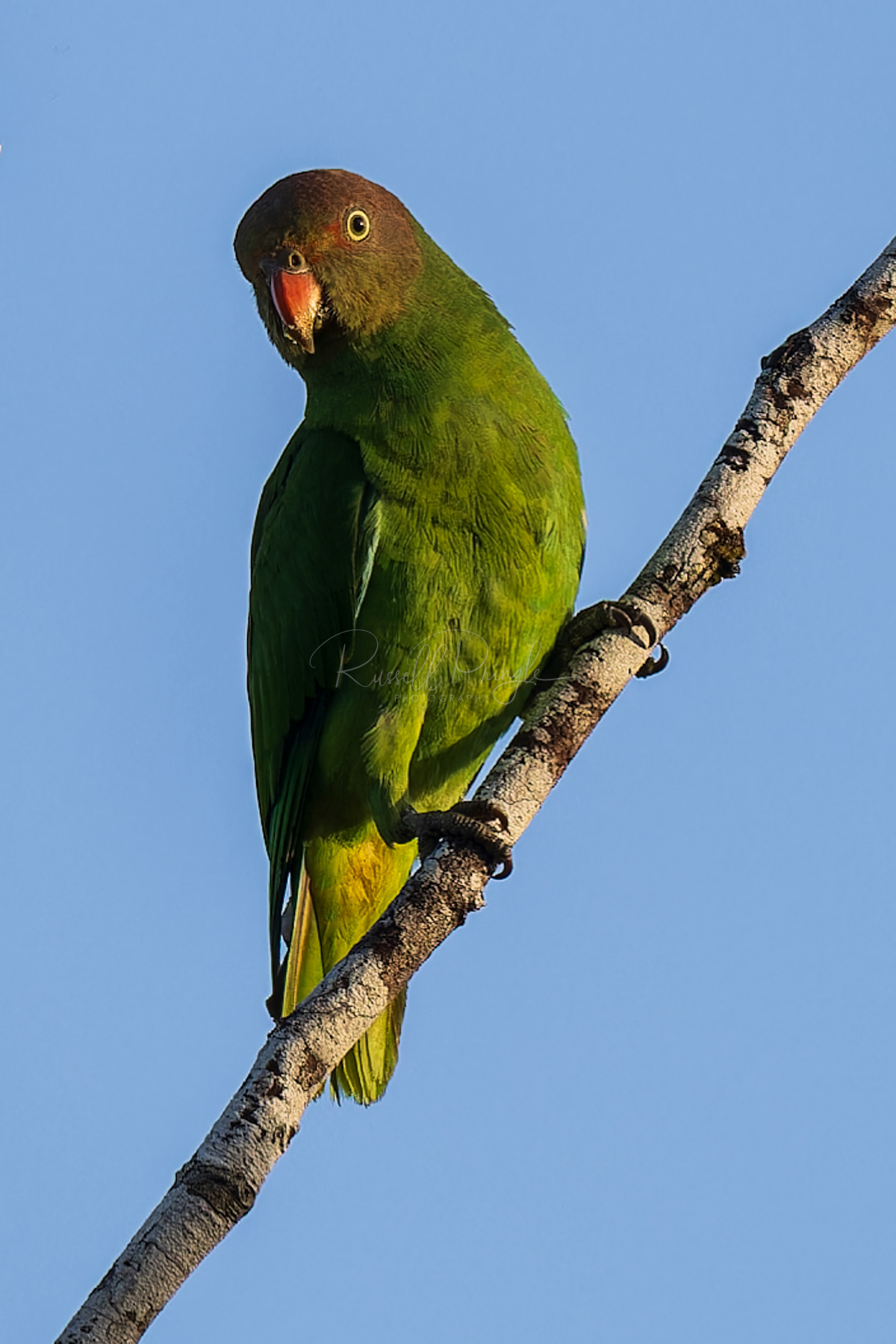 Red-cheeked Parrot (female)