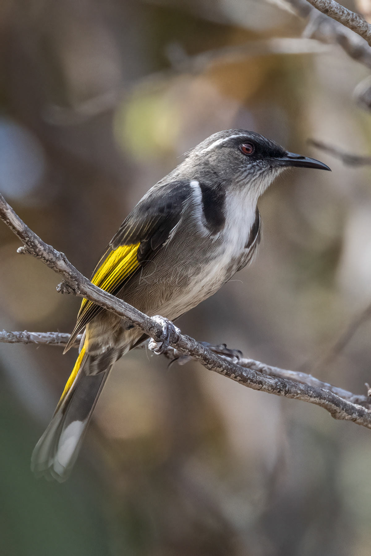Crescent Honeyeater