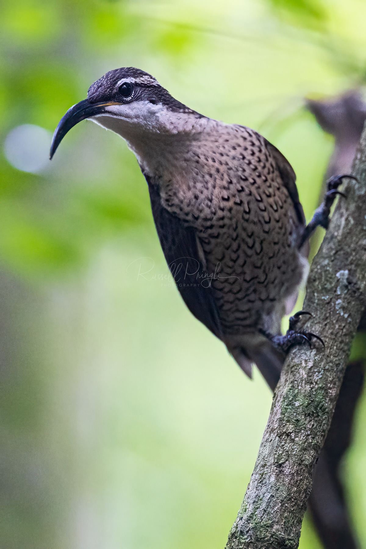 Paradise Riflebird (female)