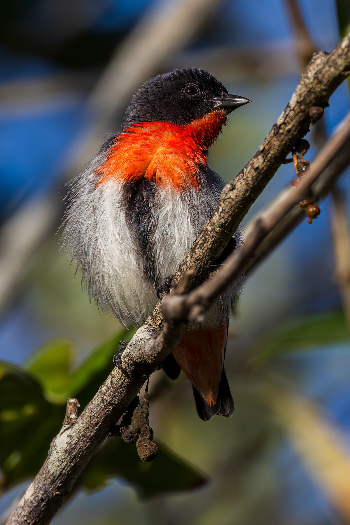Mistletoebird (male)