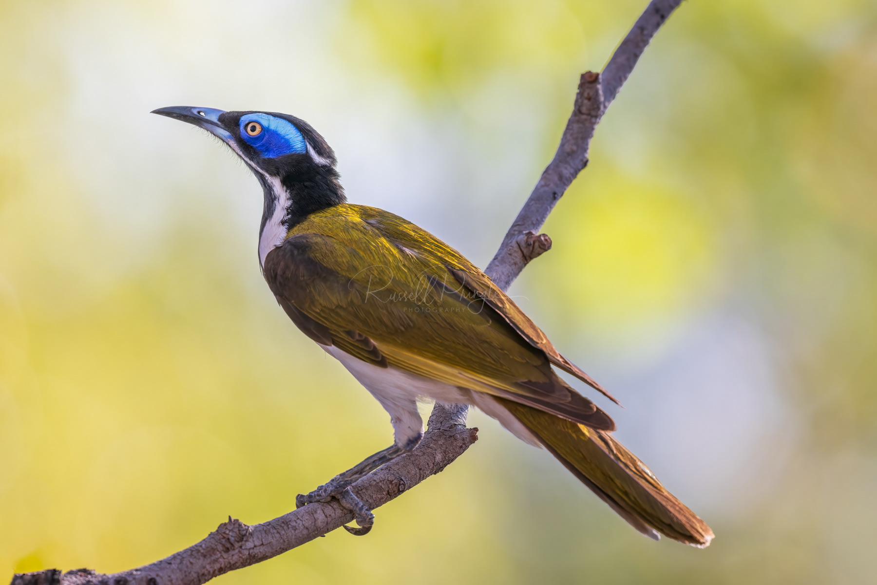 White-quilled Honeyeater