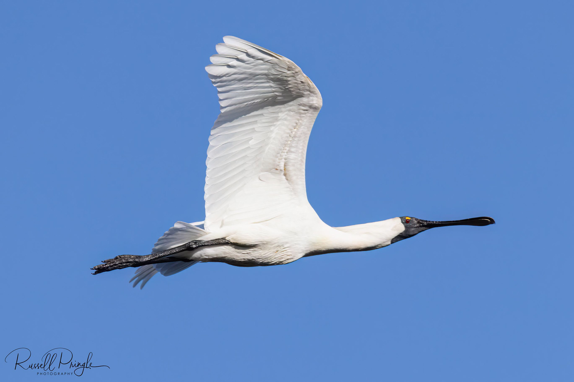 Royal Spoonbill