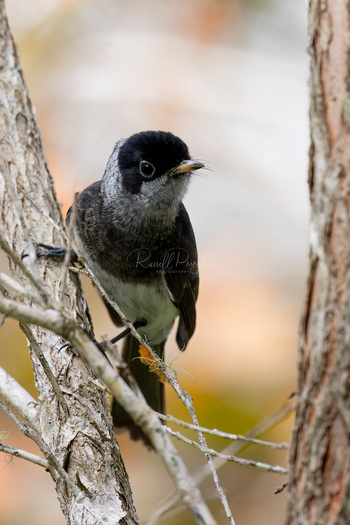 Pied Monarch (juvenile)