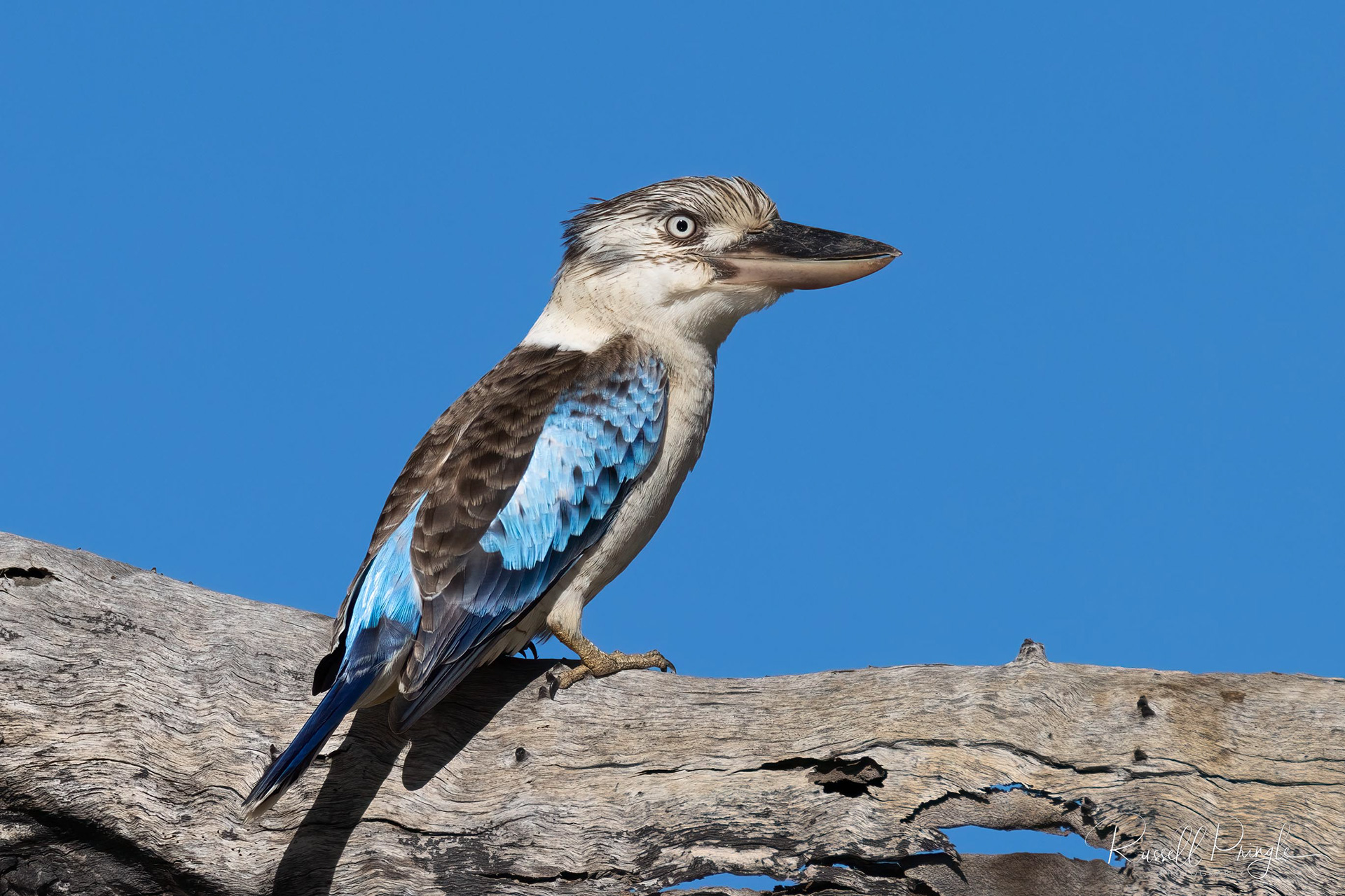 Blue-winged Kookaburra (Male)