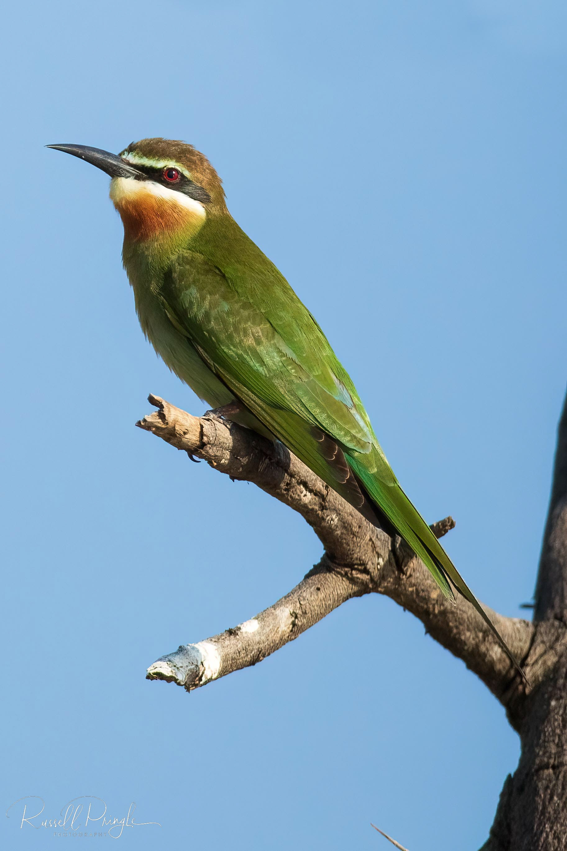 Madagascar Bee-Eater
