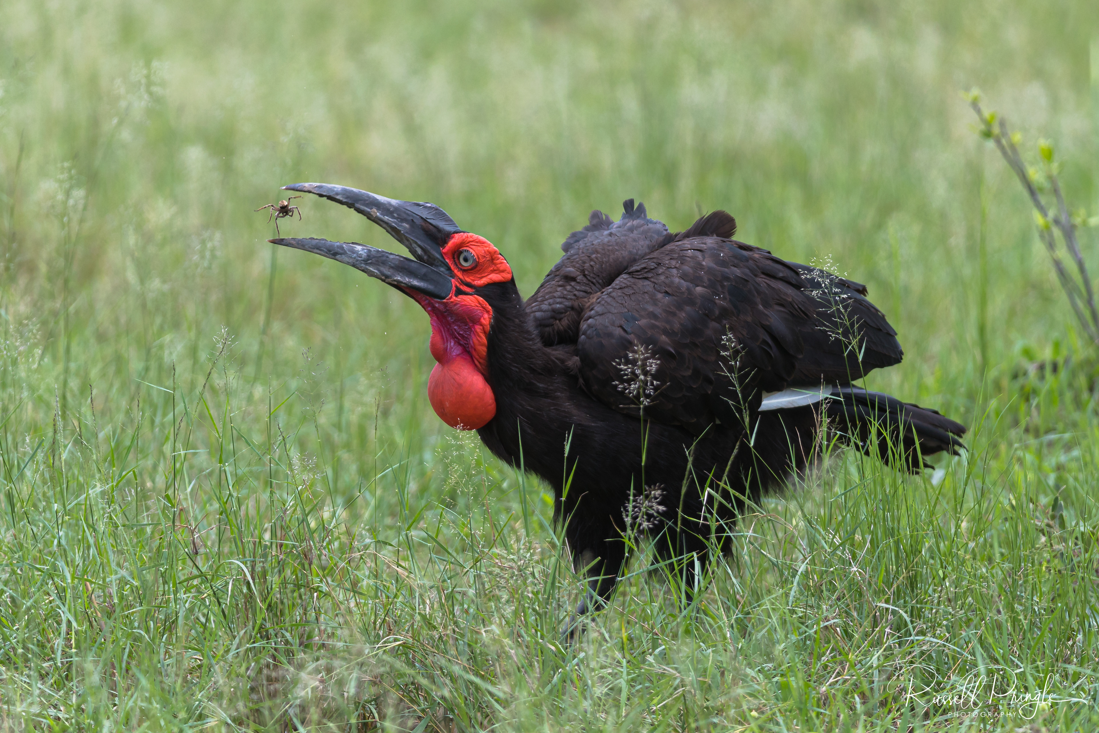 Southern Ground-Hornbill