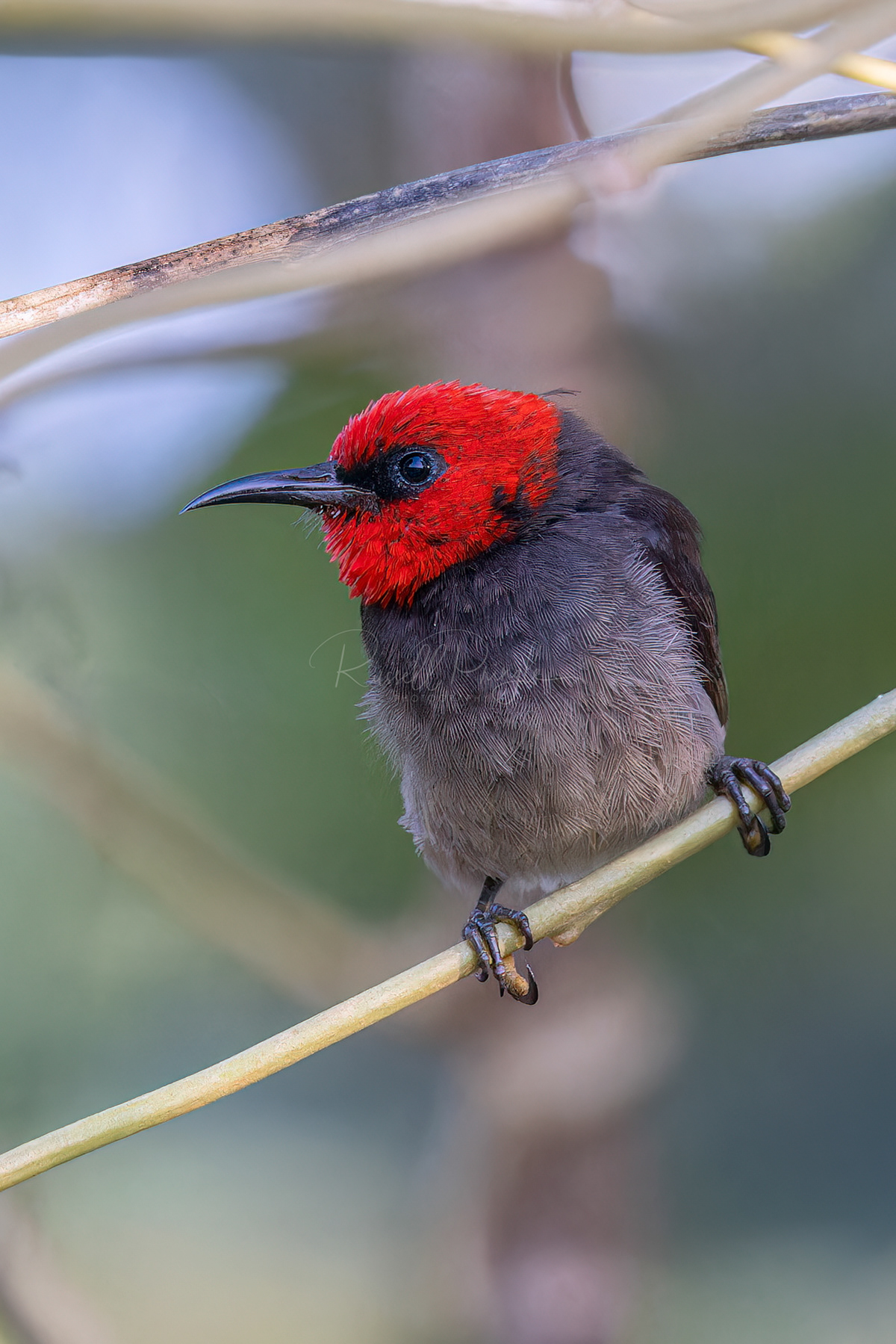Red-headed Honeyeater