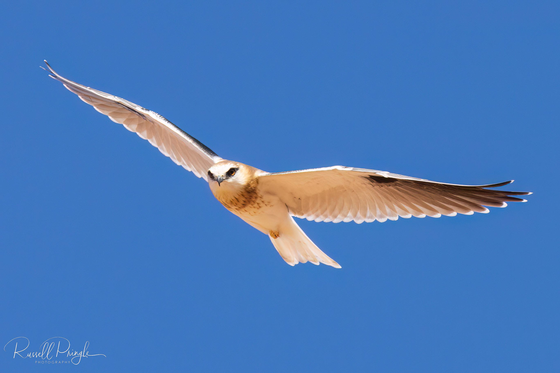 Black-shouldered Kite (Juvenile)