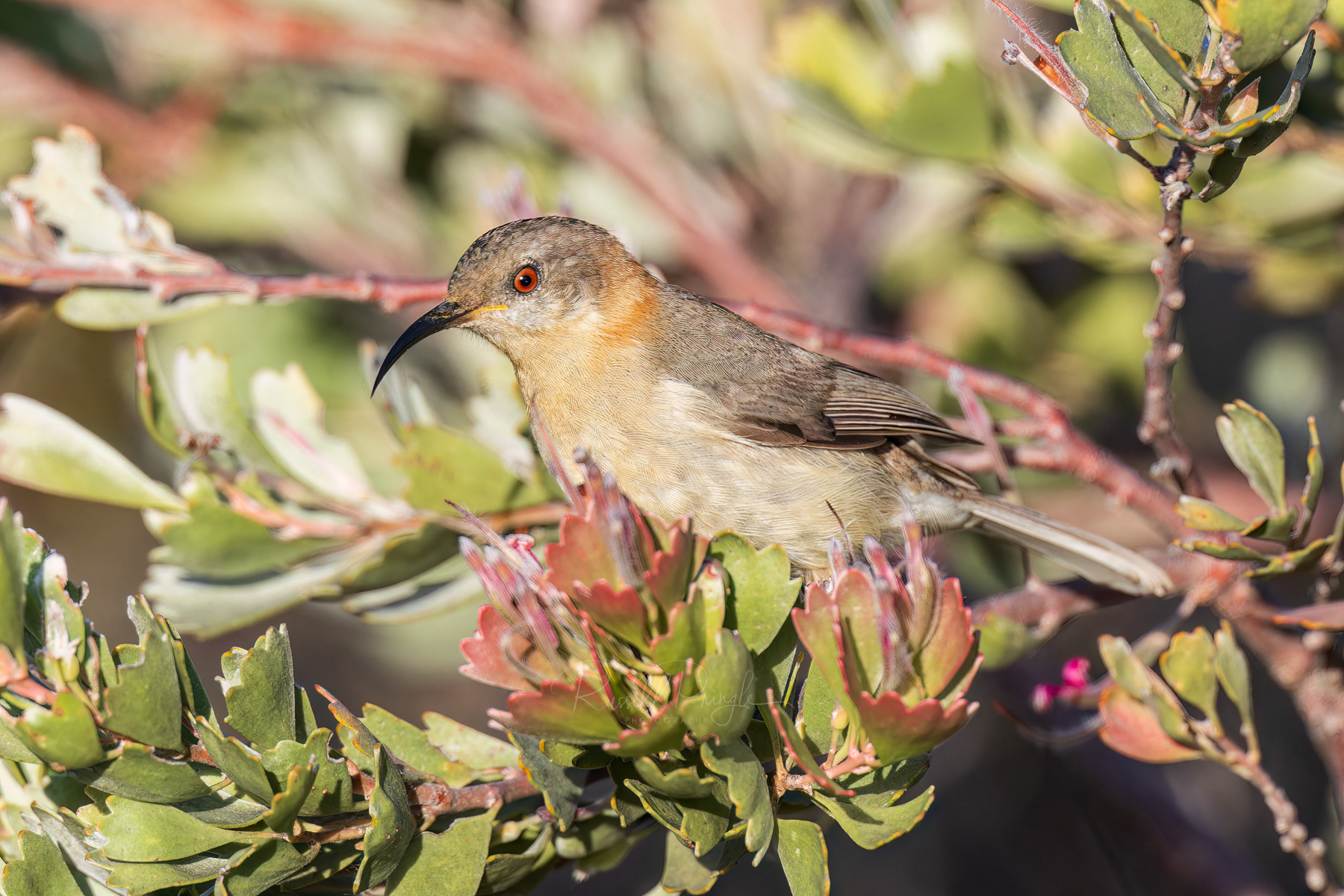 Western Spinebill (female)