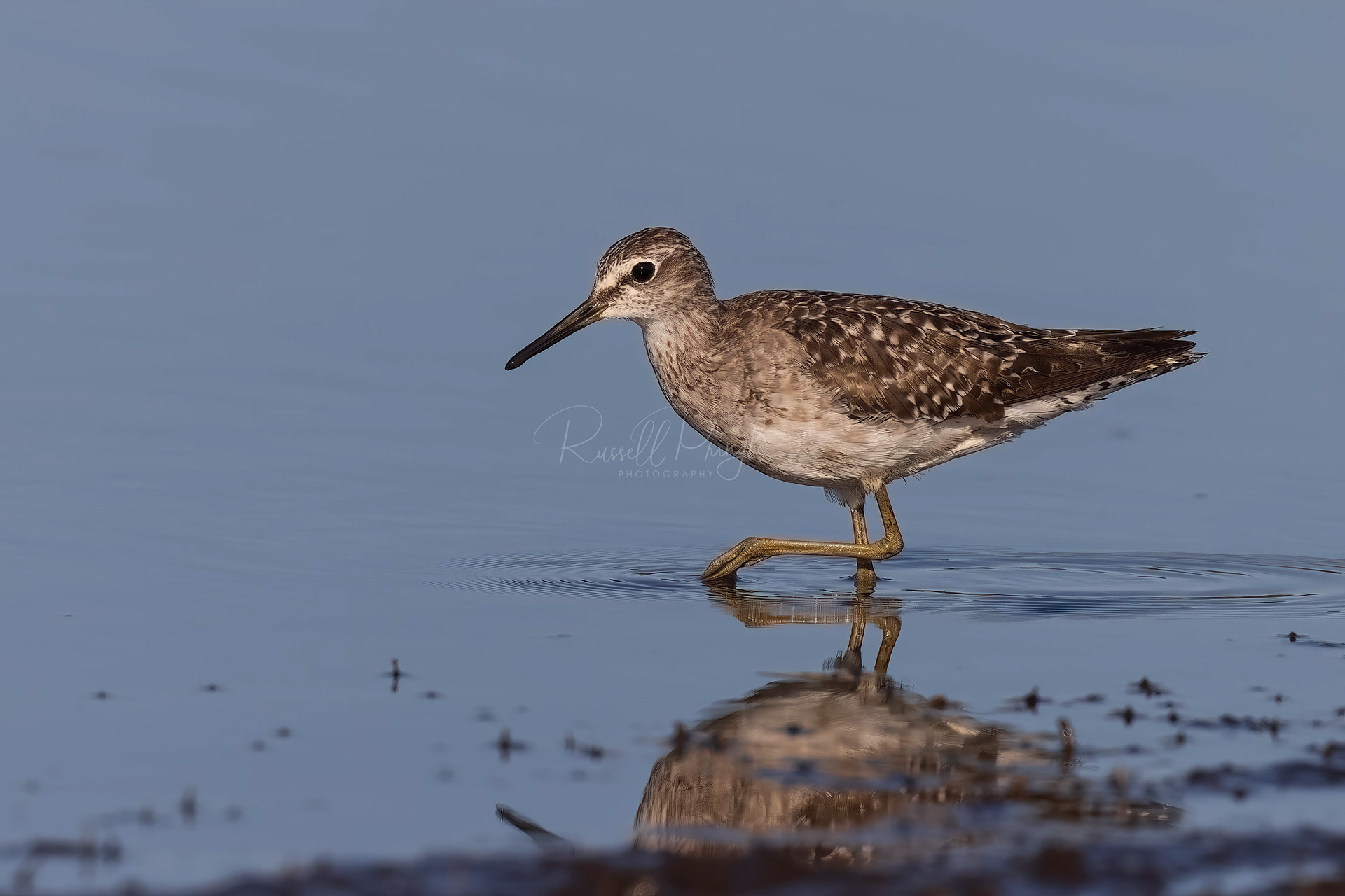 Wood Sandpiper