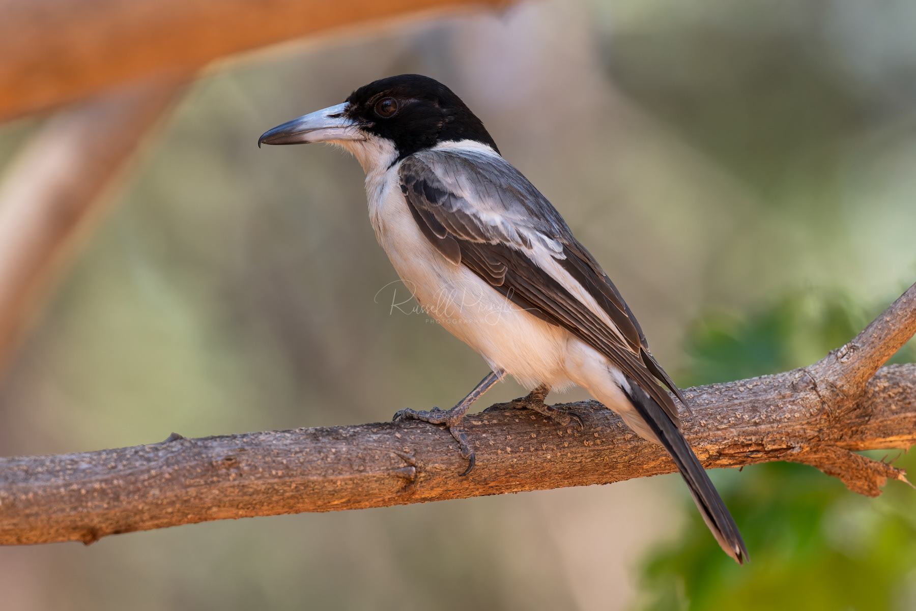 Silver-backed Butcherbird
