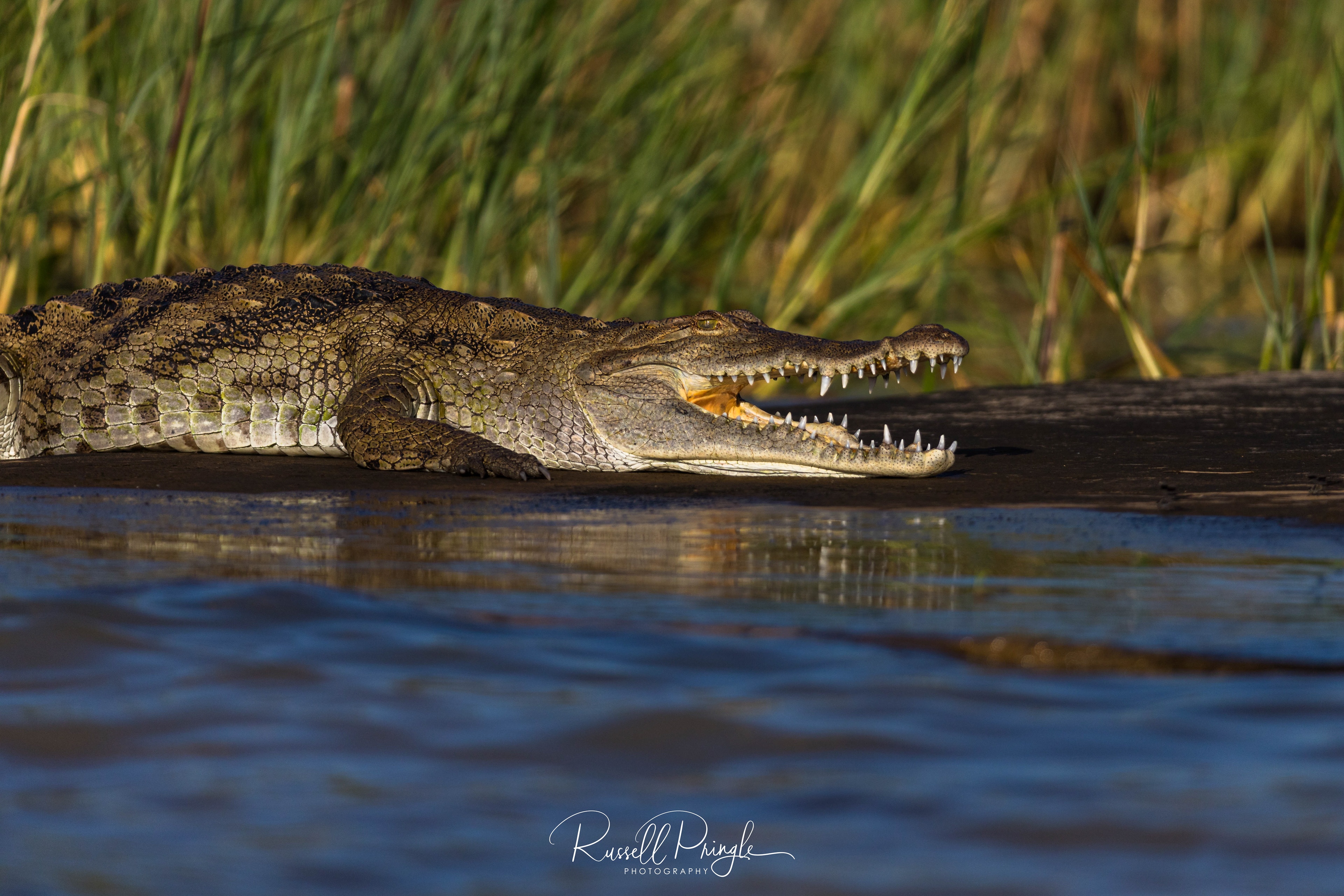 Crocodile-Lake Baringo