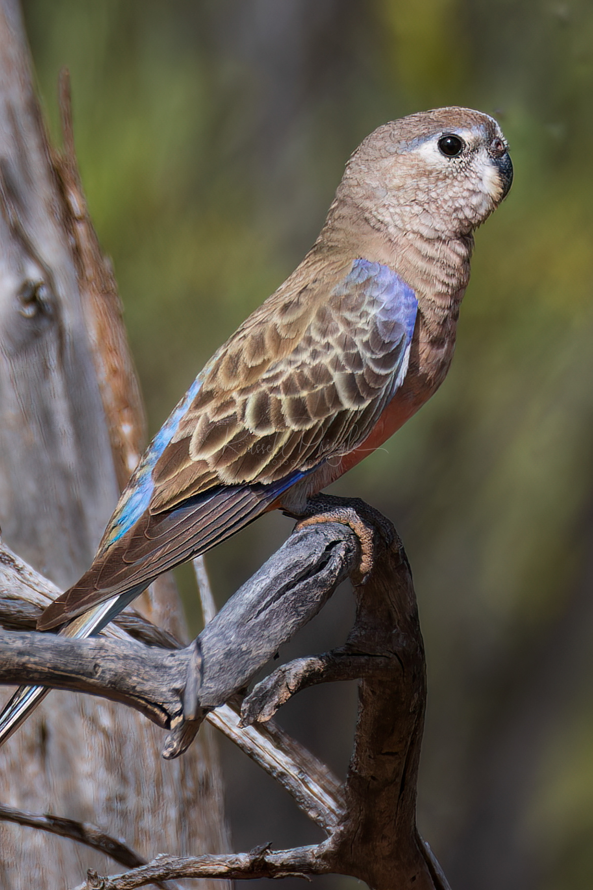 Bourke's Parrot