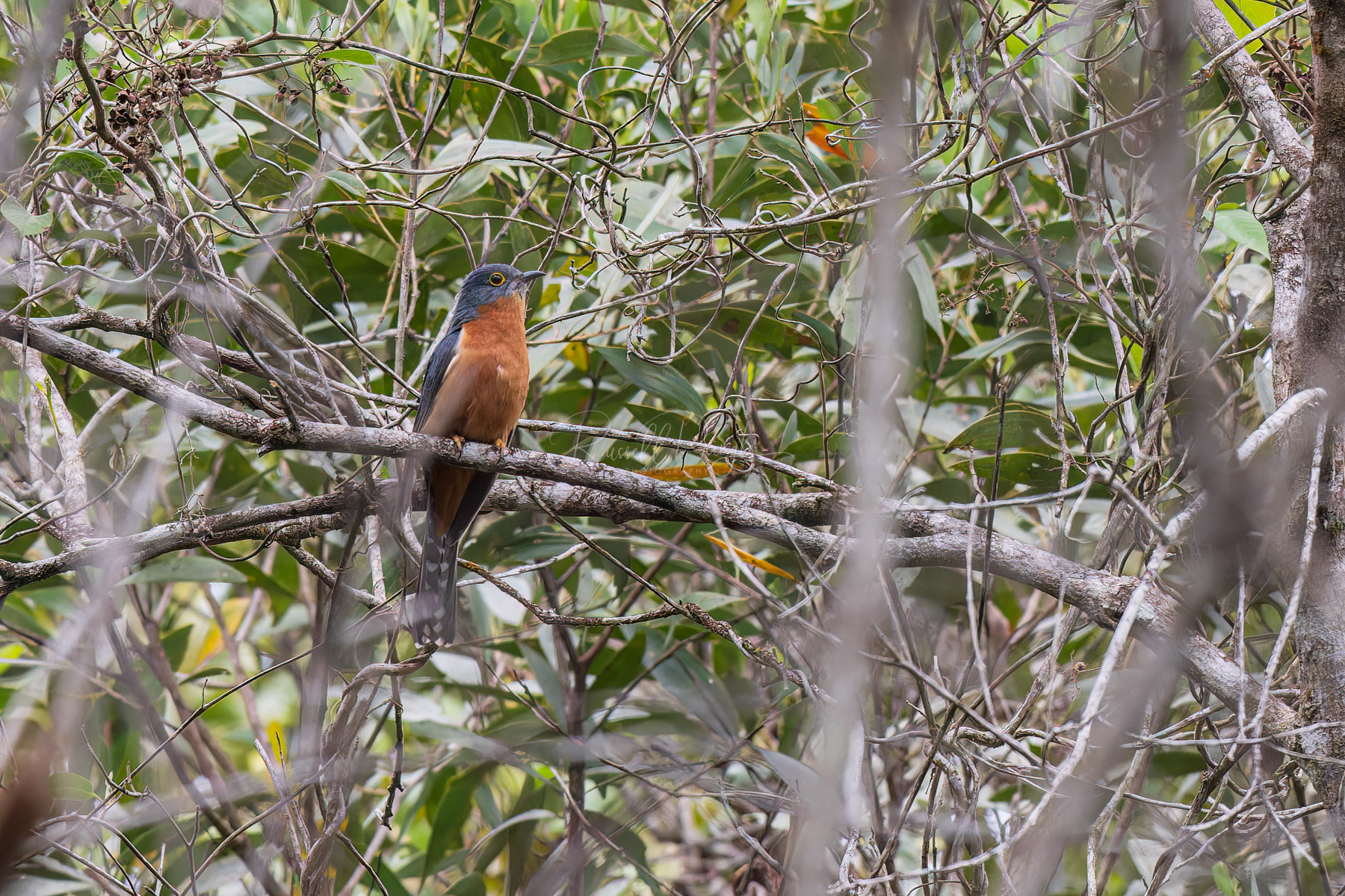 Chestnut-breasted Cuckoo