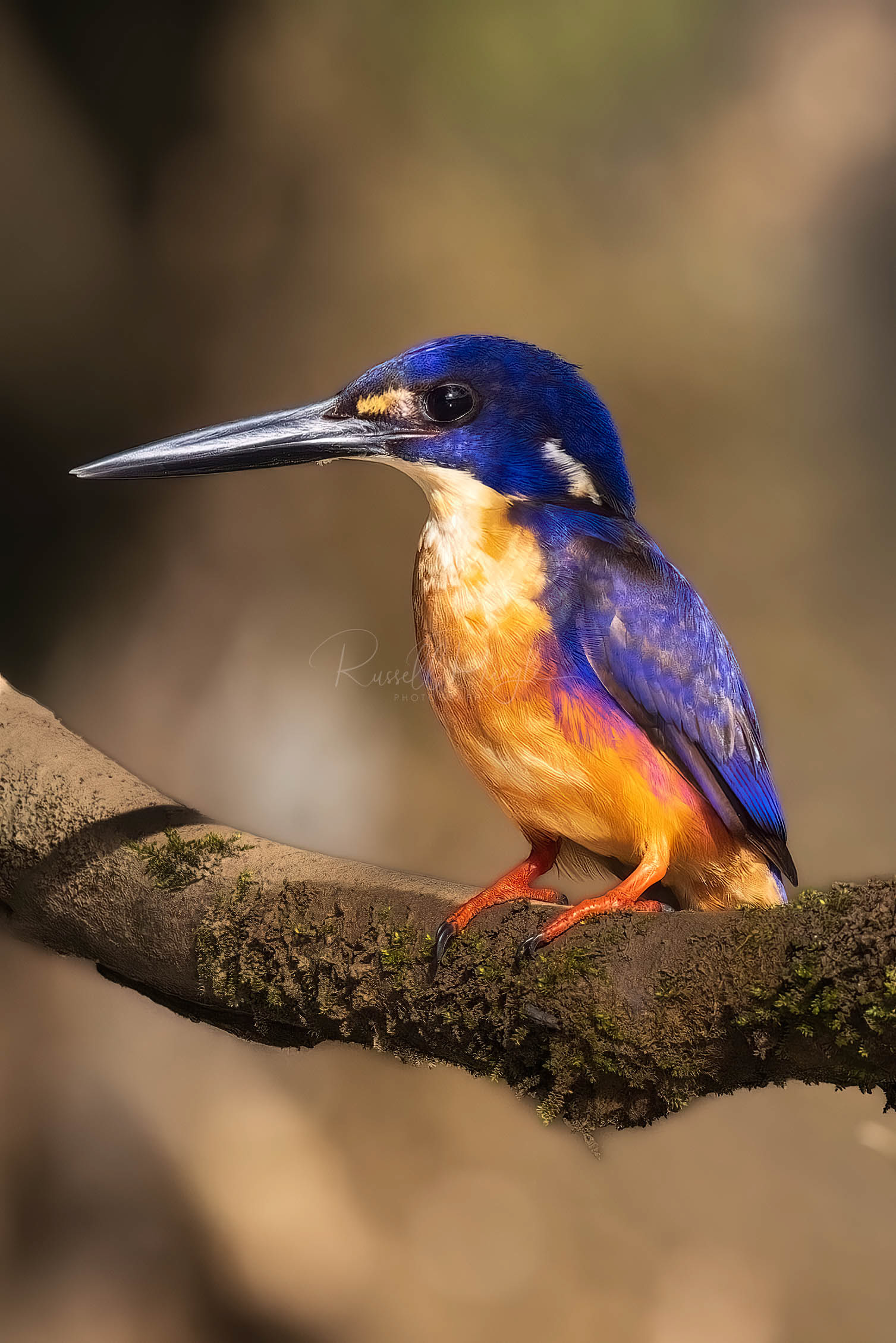 Azure Kingfisher