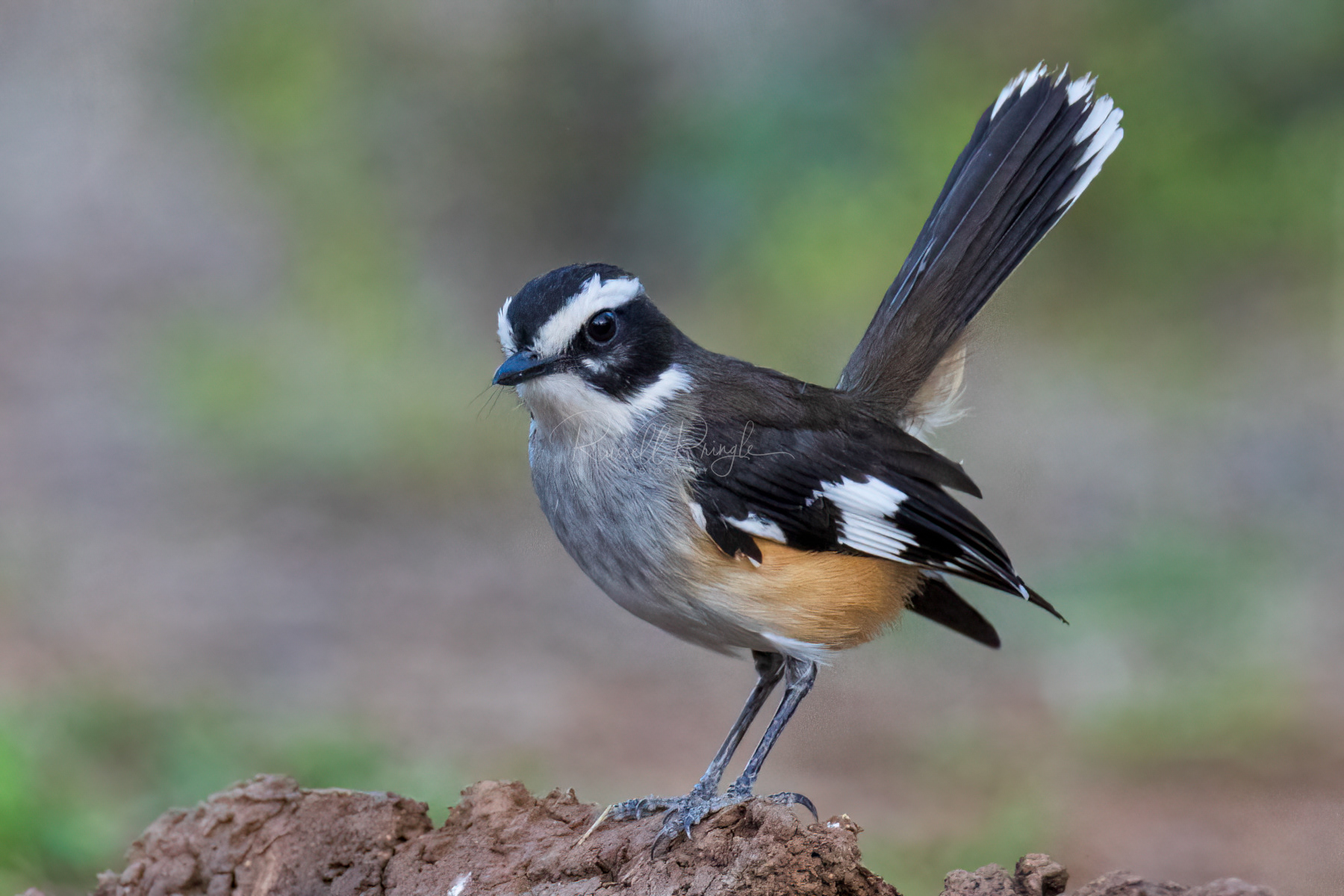 Buff-sided Robin (male)