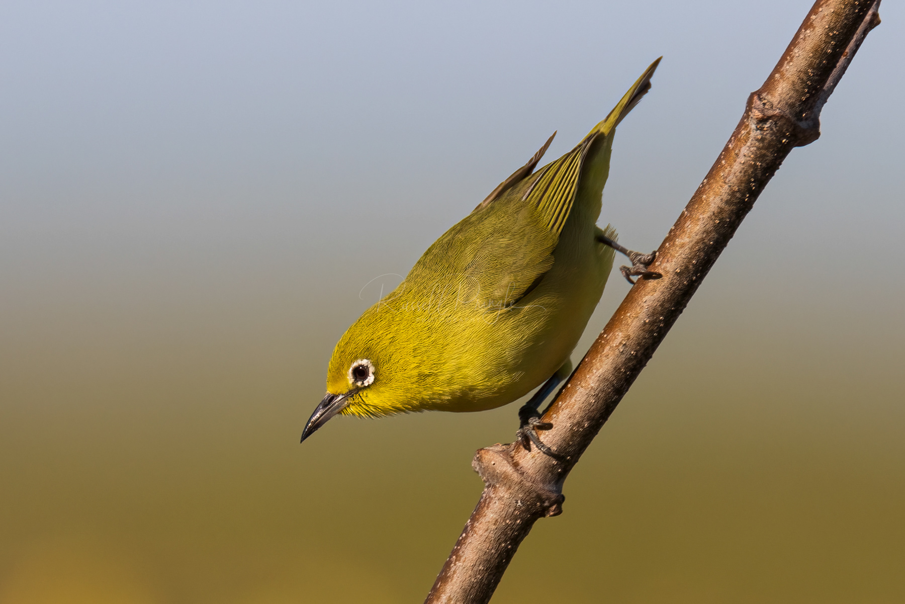 Yellow White-Eye