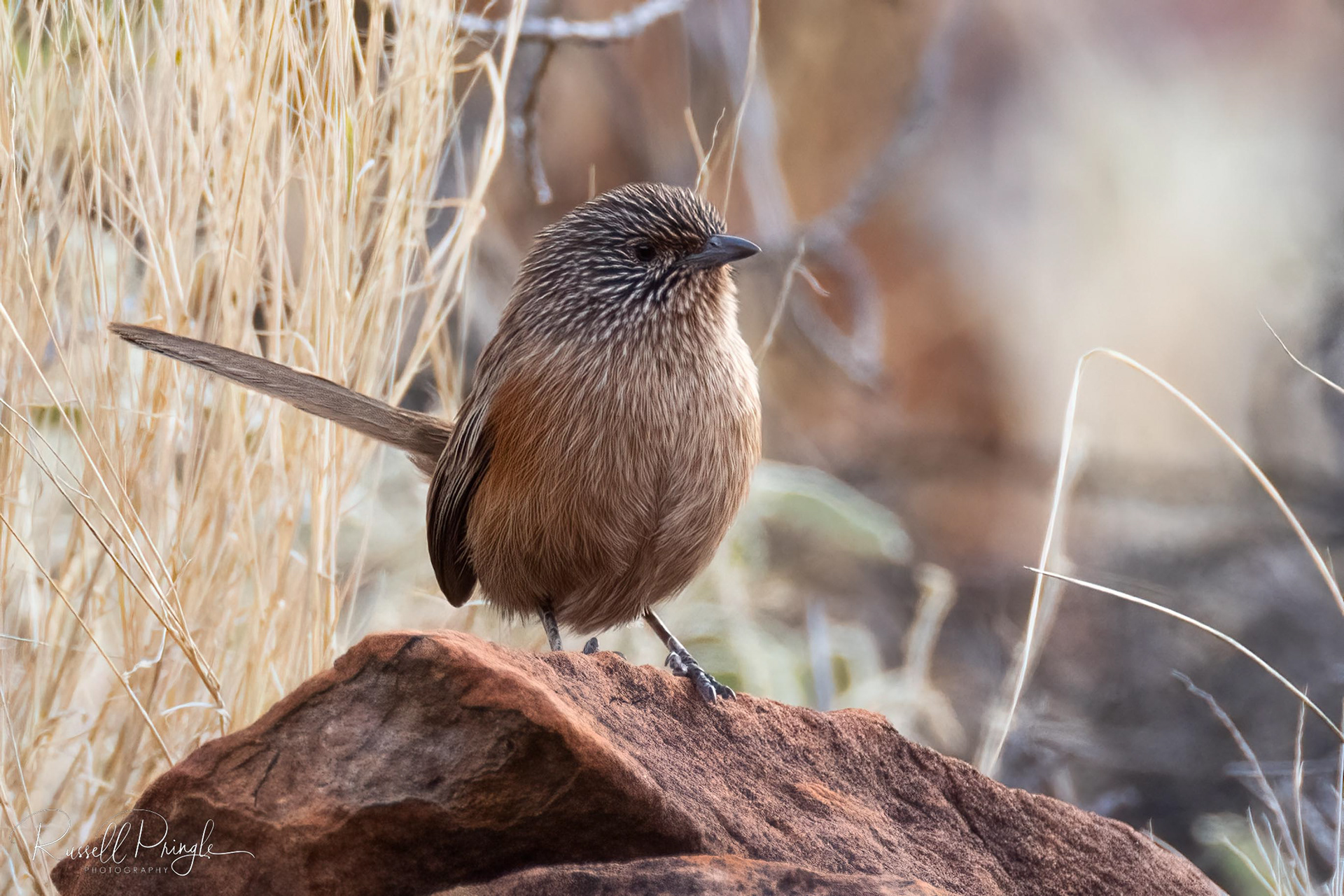 Dusky Grasswren