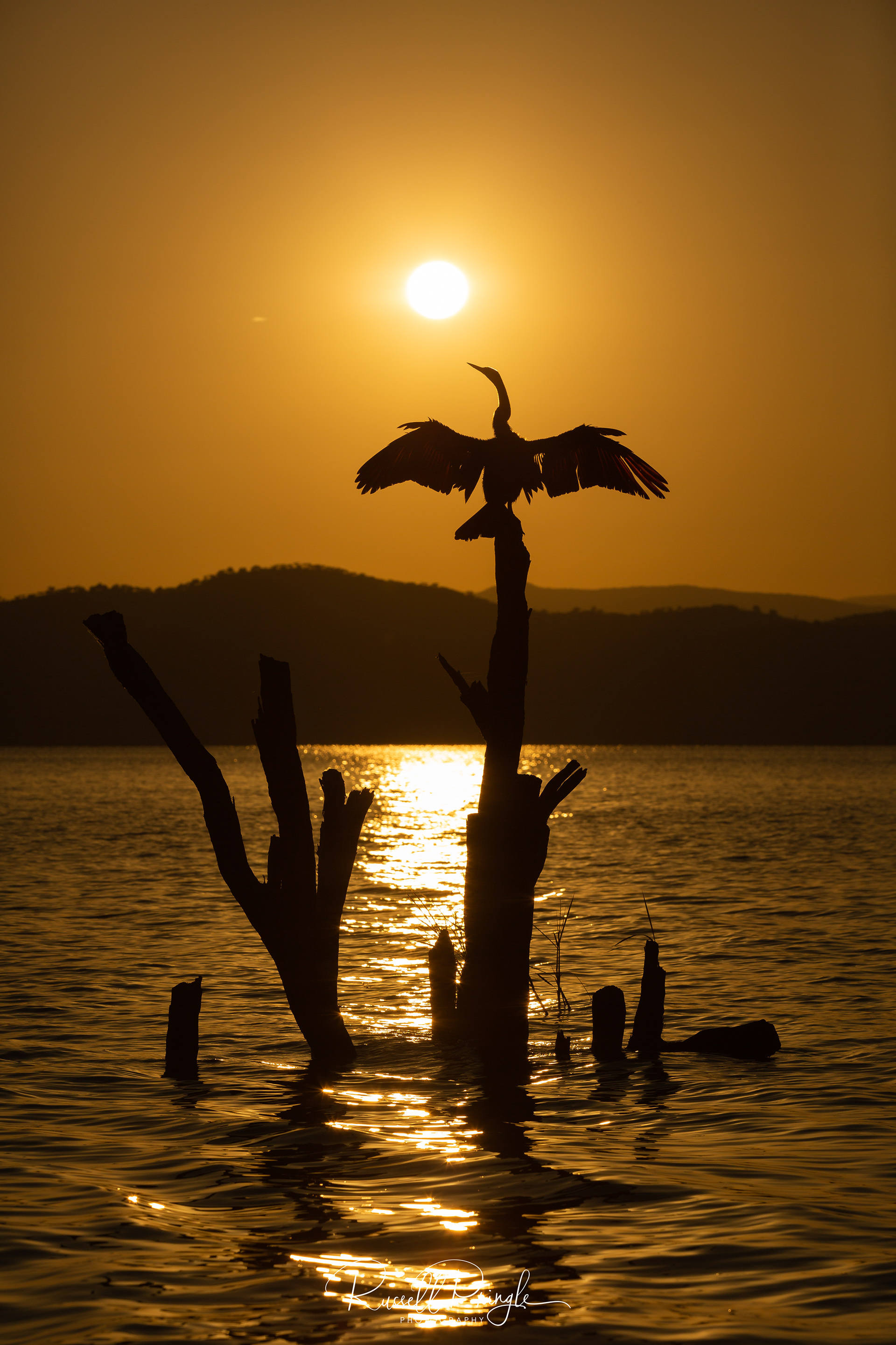 African Darter