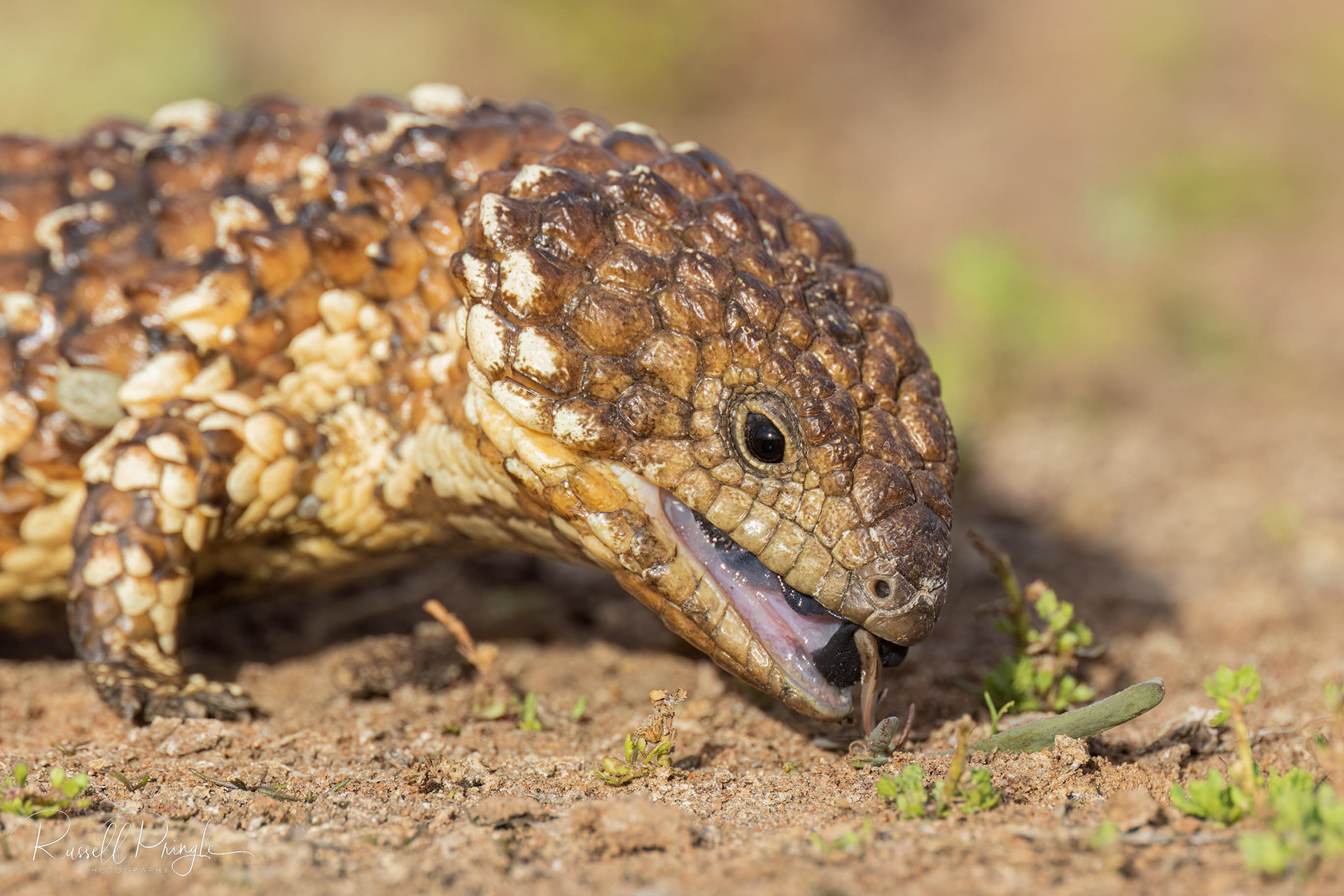 Shingle-backed Lizard