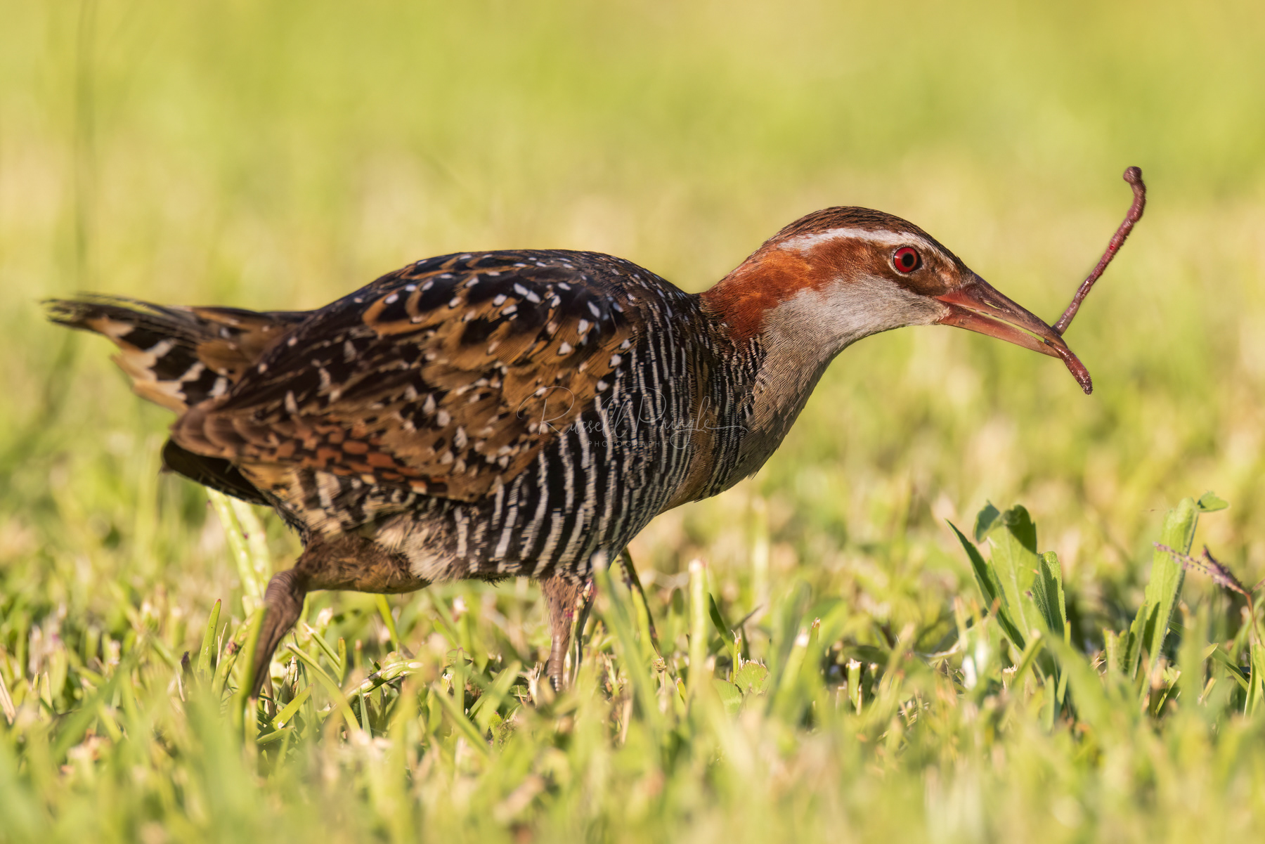 Buff-banded Rail