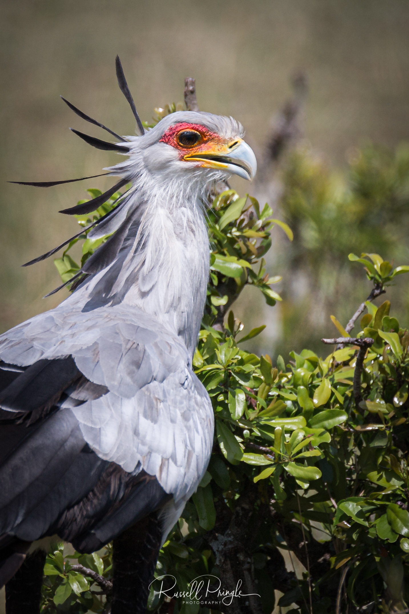 Secretary Bird