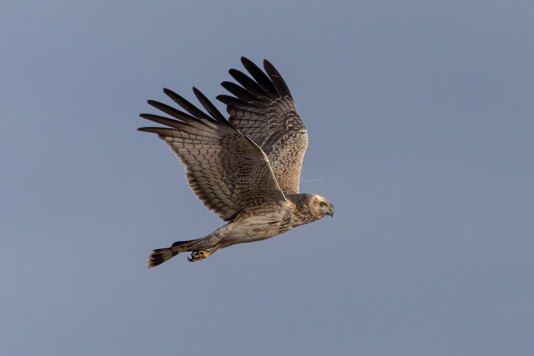 Spotted Harrier (juvenile)