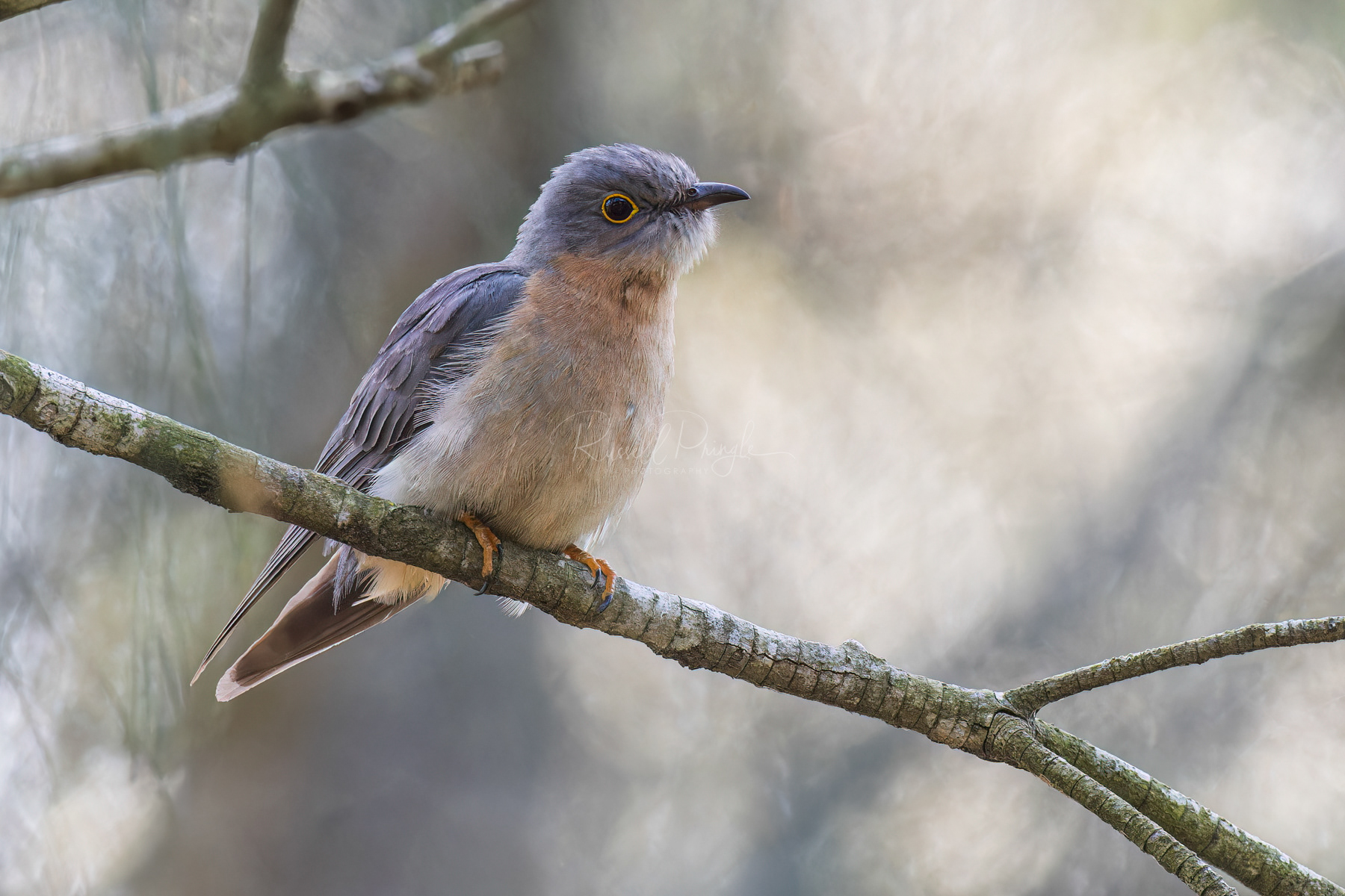 Fan-tailed Cuckoo
