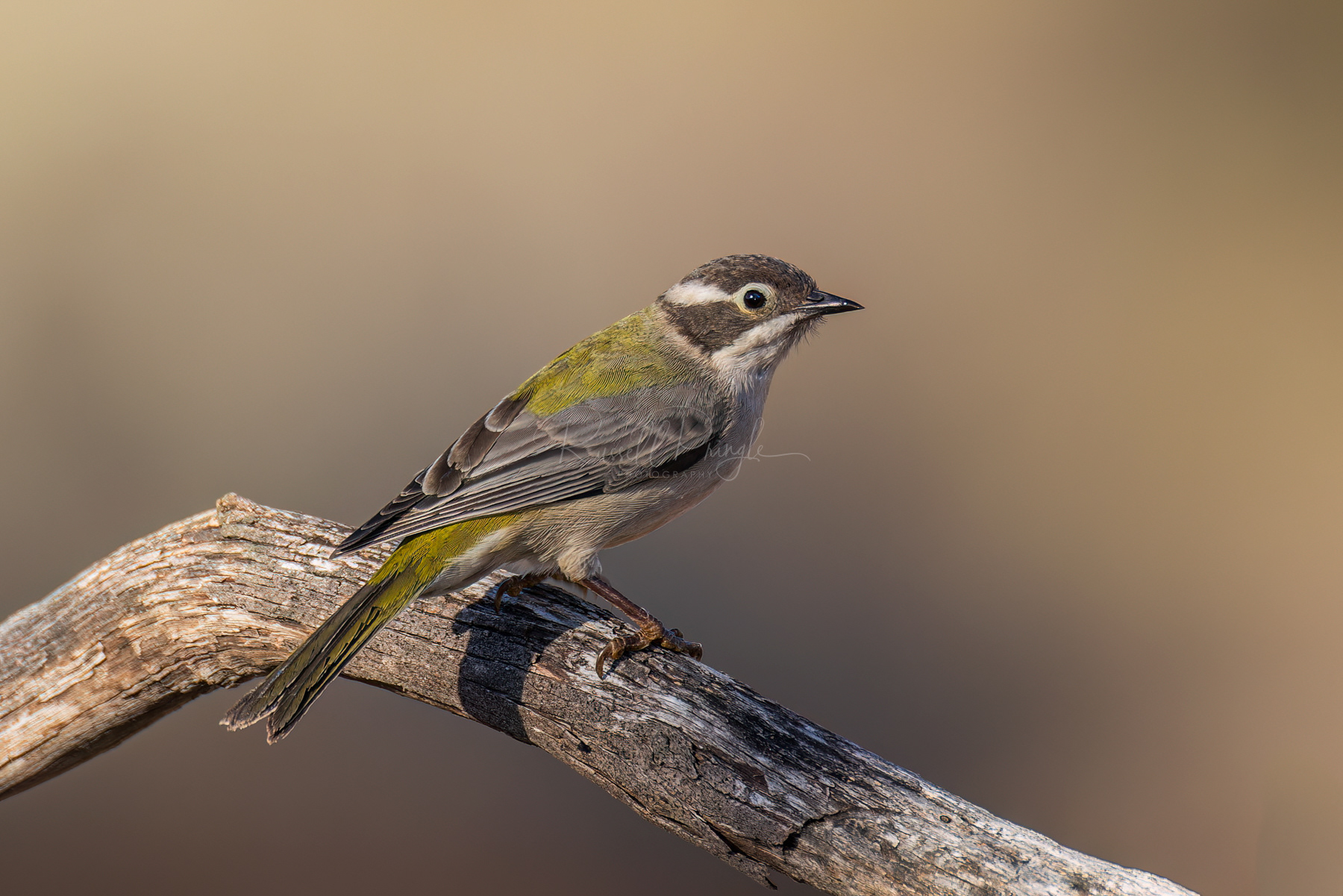 Brown-headed Honeyeater