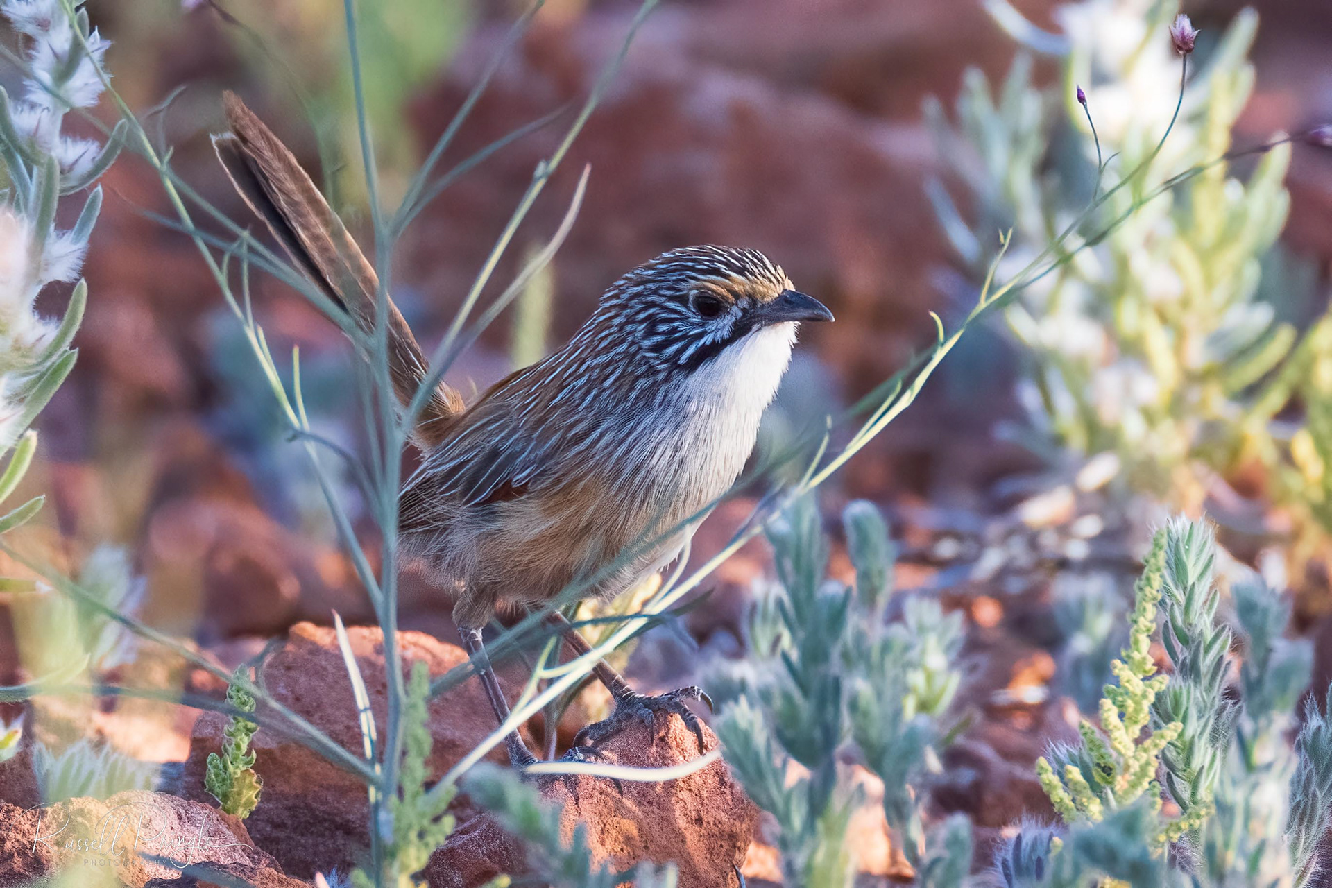Opalton Grasswren