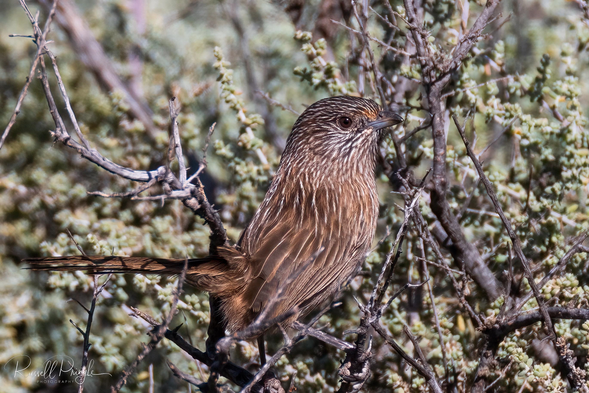 Western Grasswren