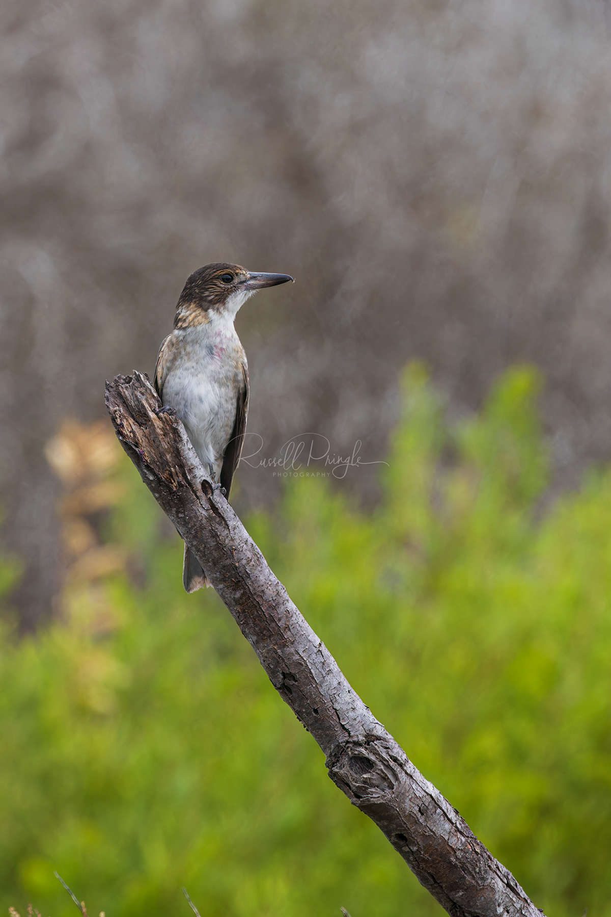 Grey Butcherbird (juvinile)