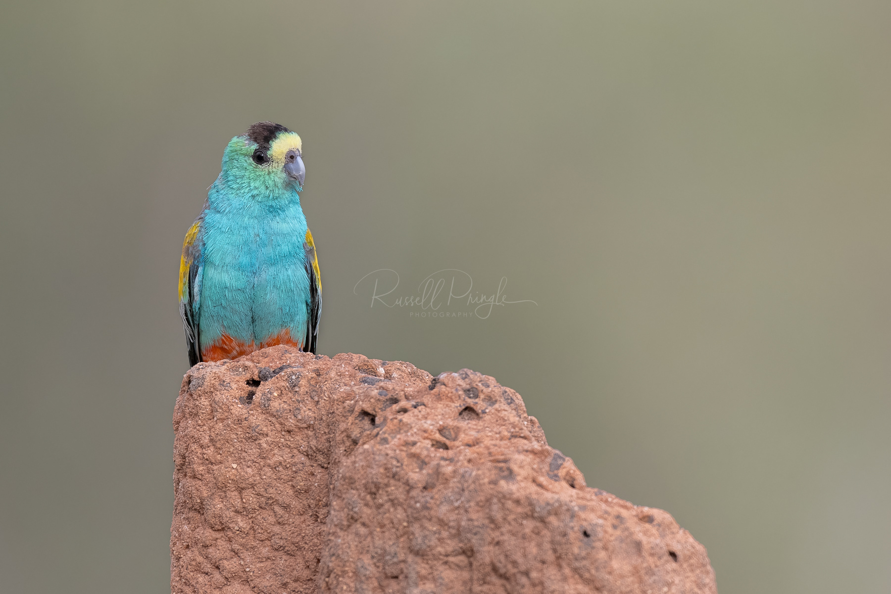 Golden-shouldered Parrot