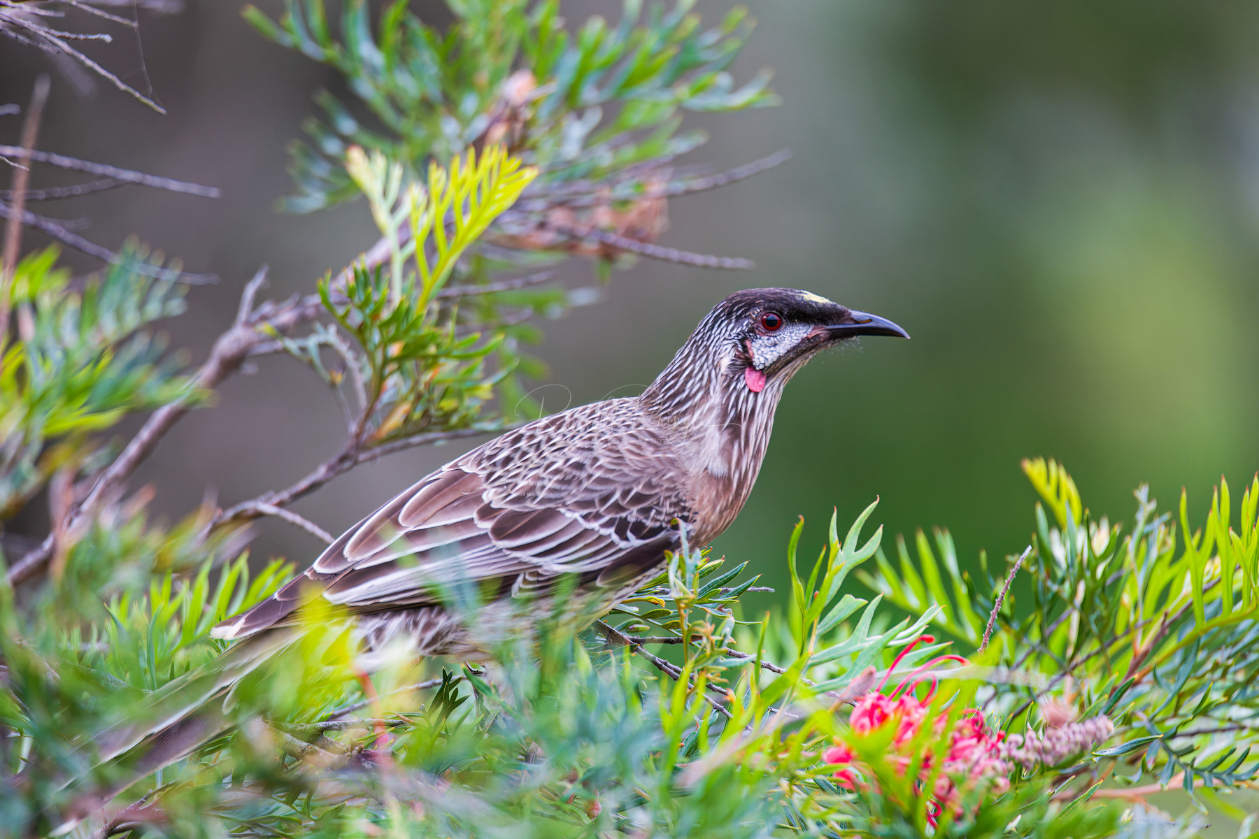 Red Wattlebird