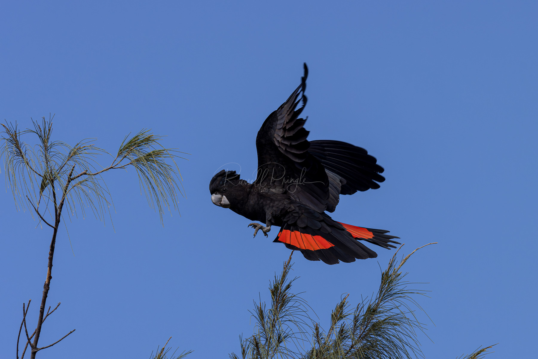 Red-tailed Black Cockatoo (male)