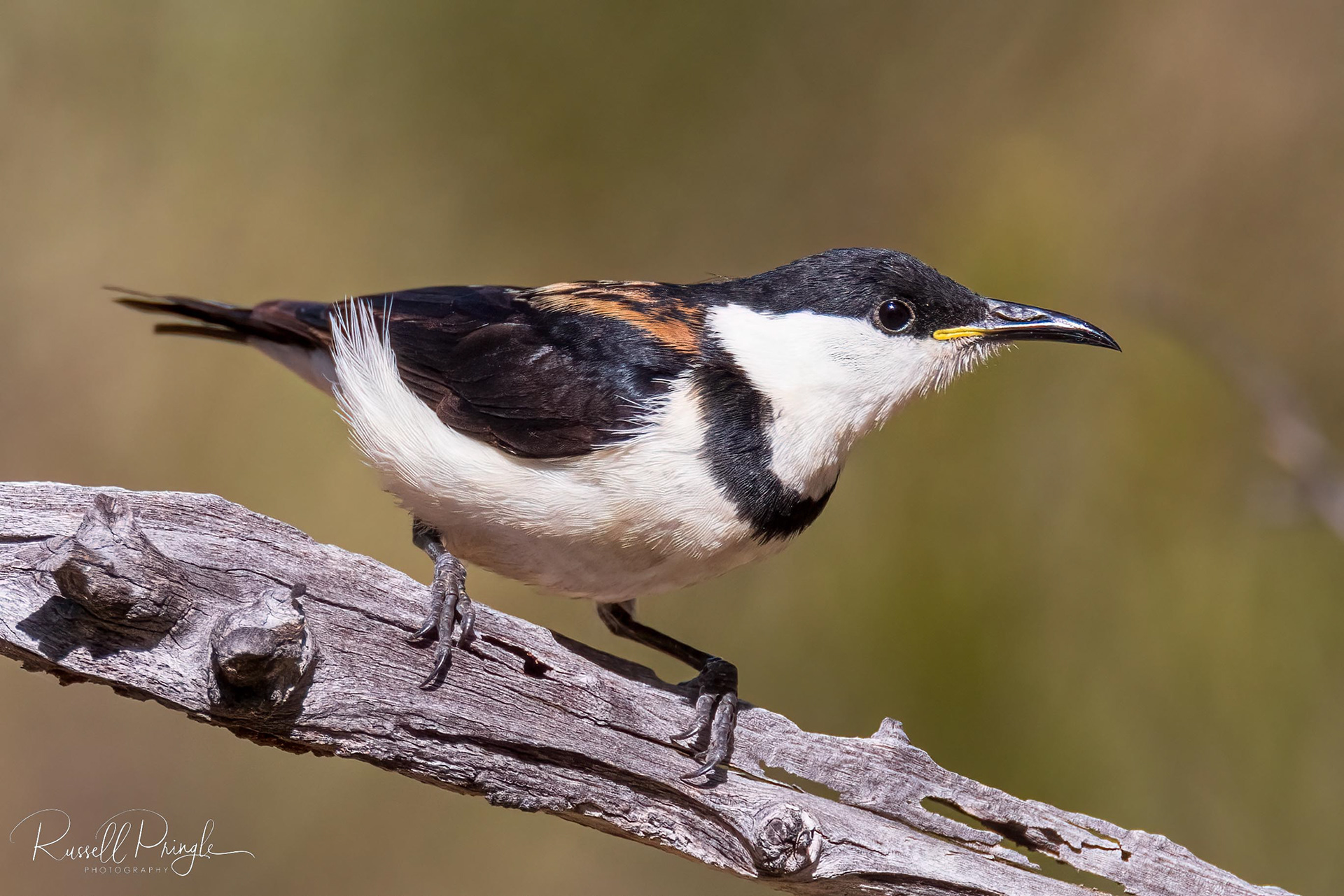 Banded Honeyeater (Male)