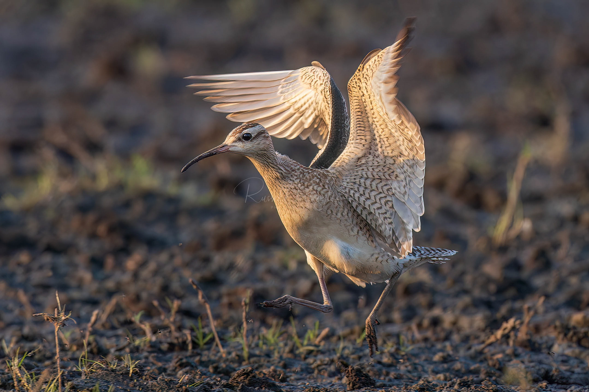 Little Curlew