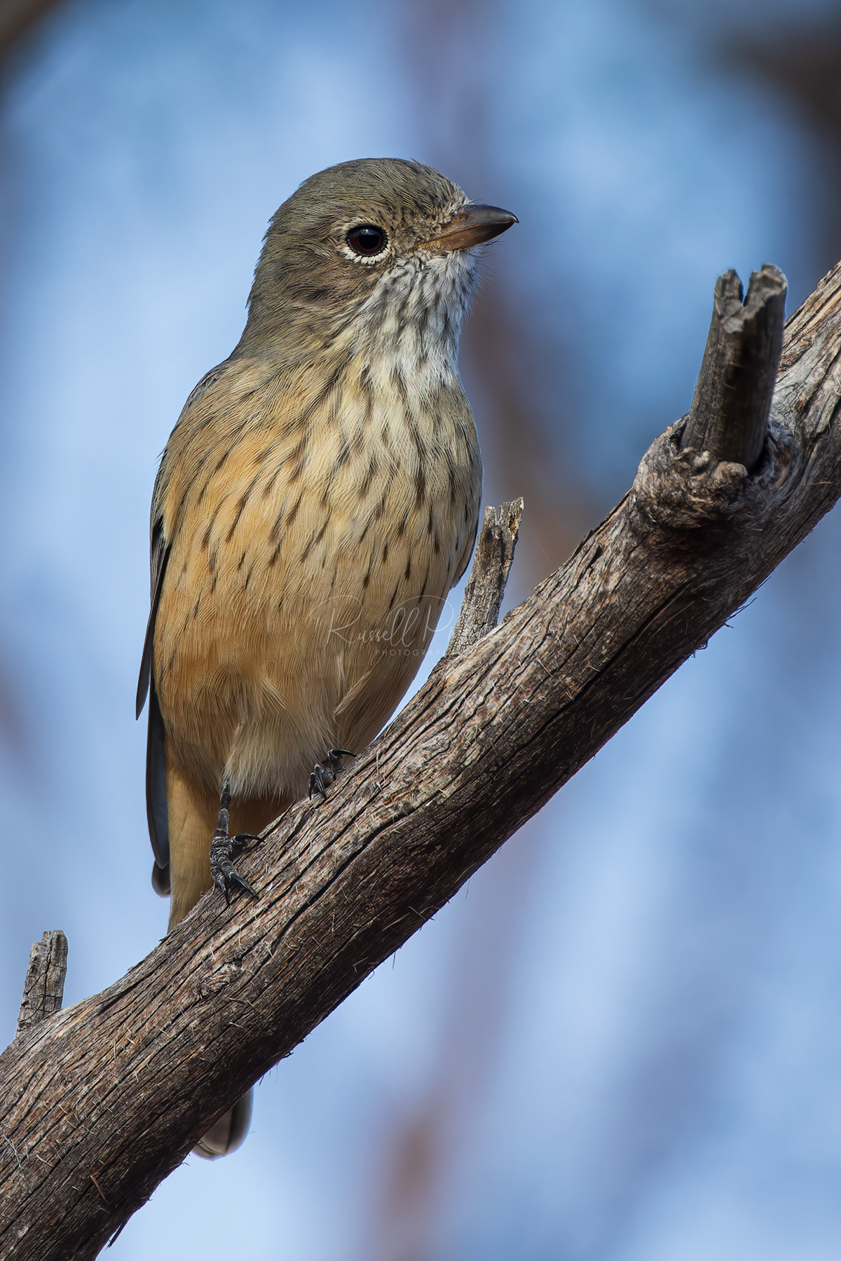 Rufous Whistler (female)