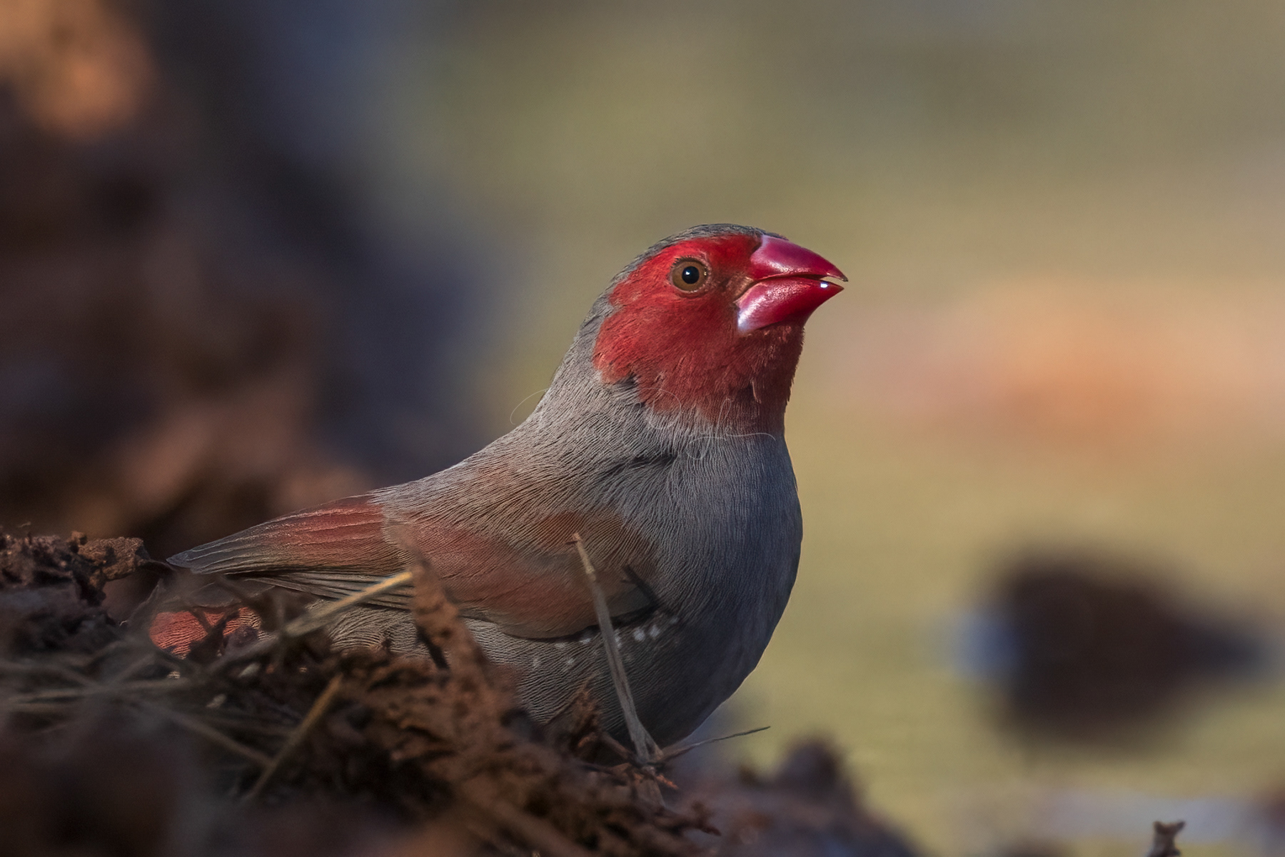 Black-bellied Crimson Finch (female)