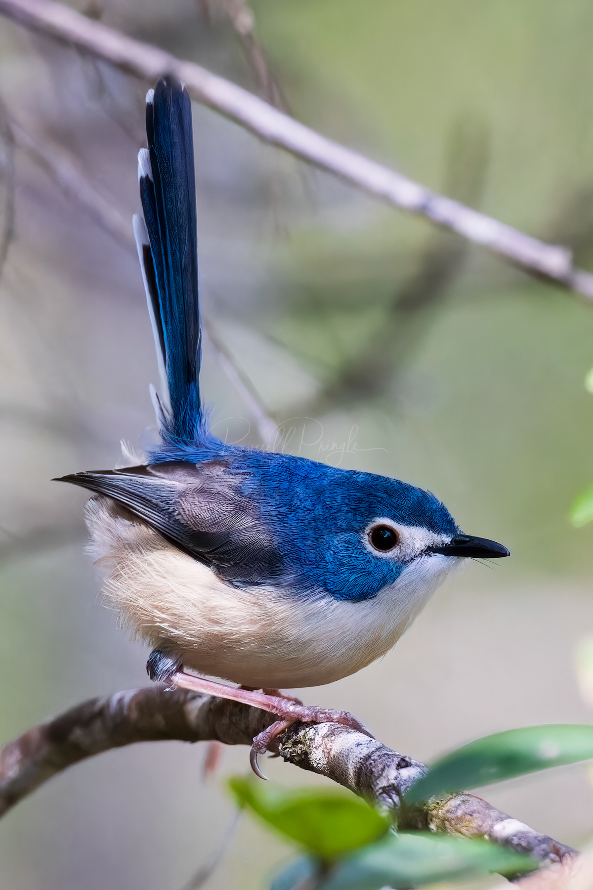 Lovely Fairywren (female)