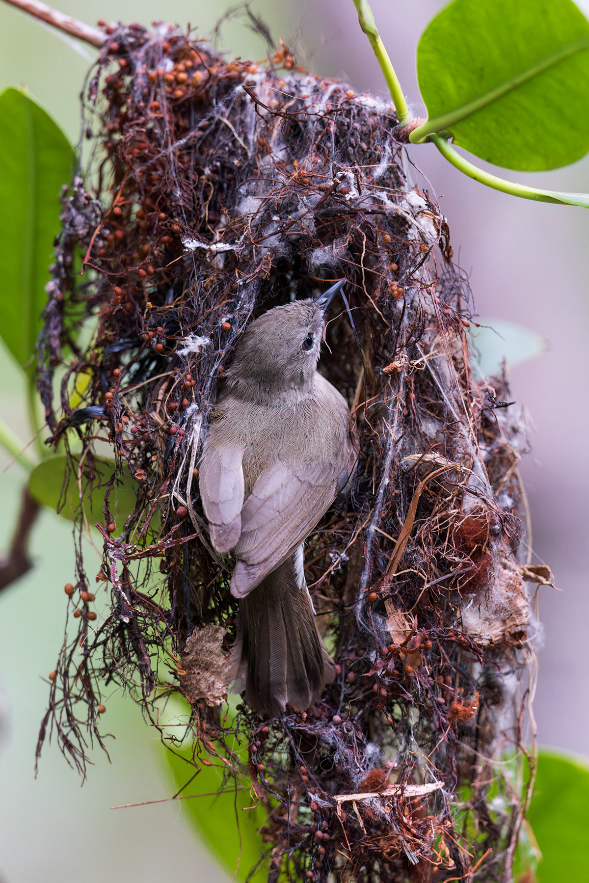Mangrove Gerygone
