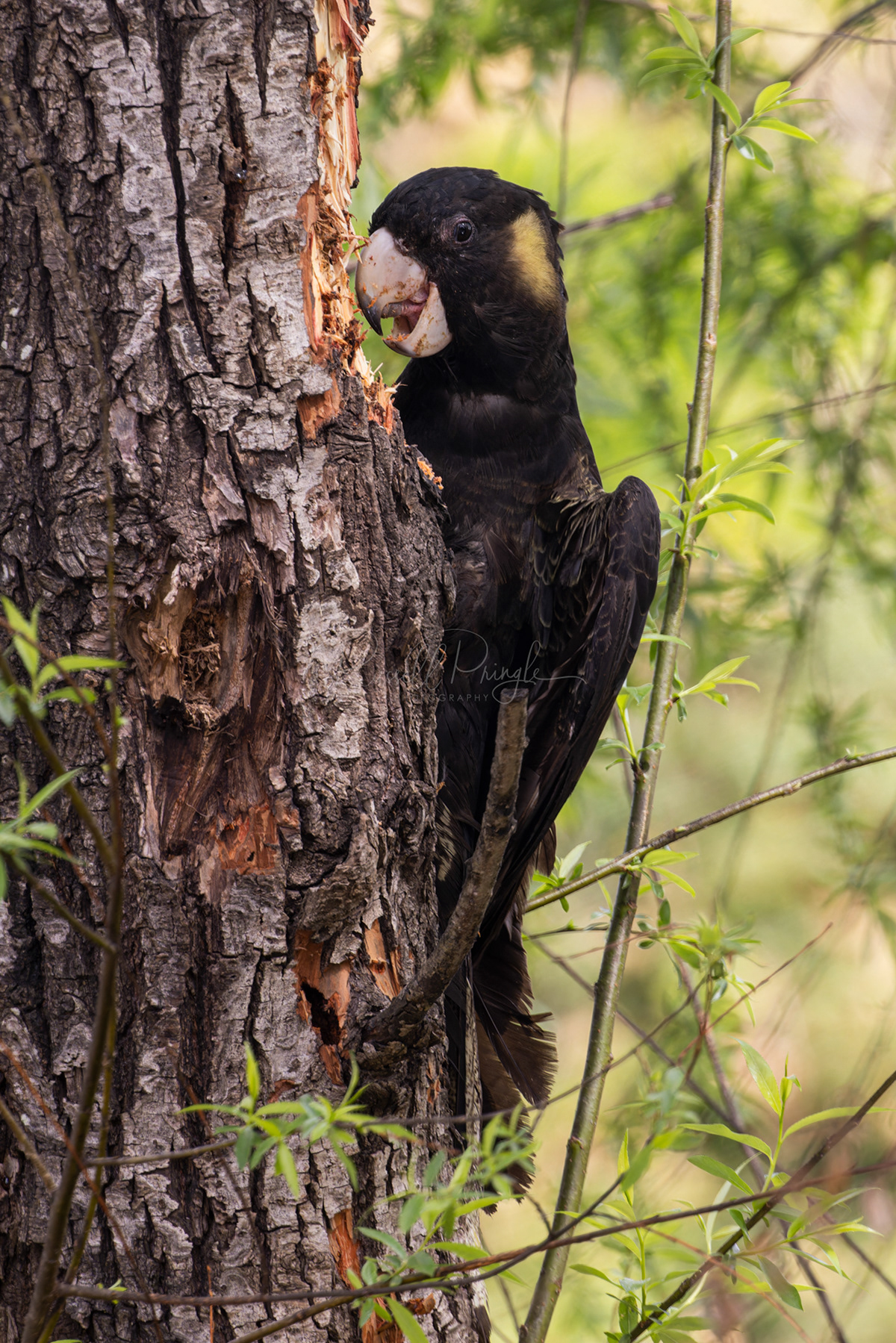 Yellow-tailed Black Cockatoo